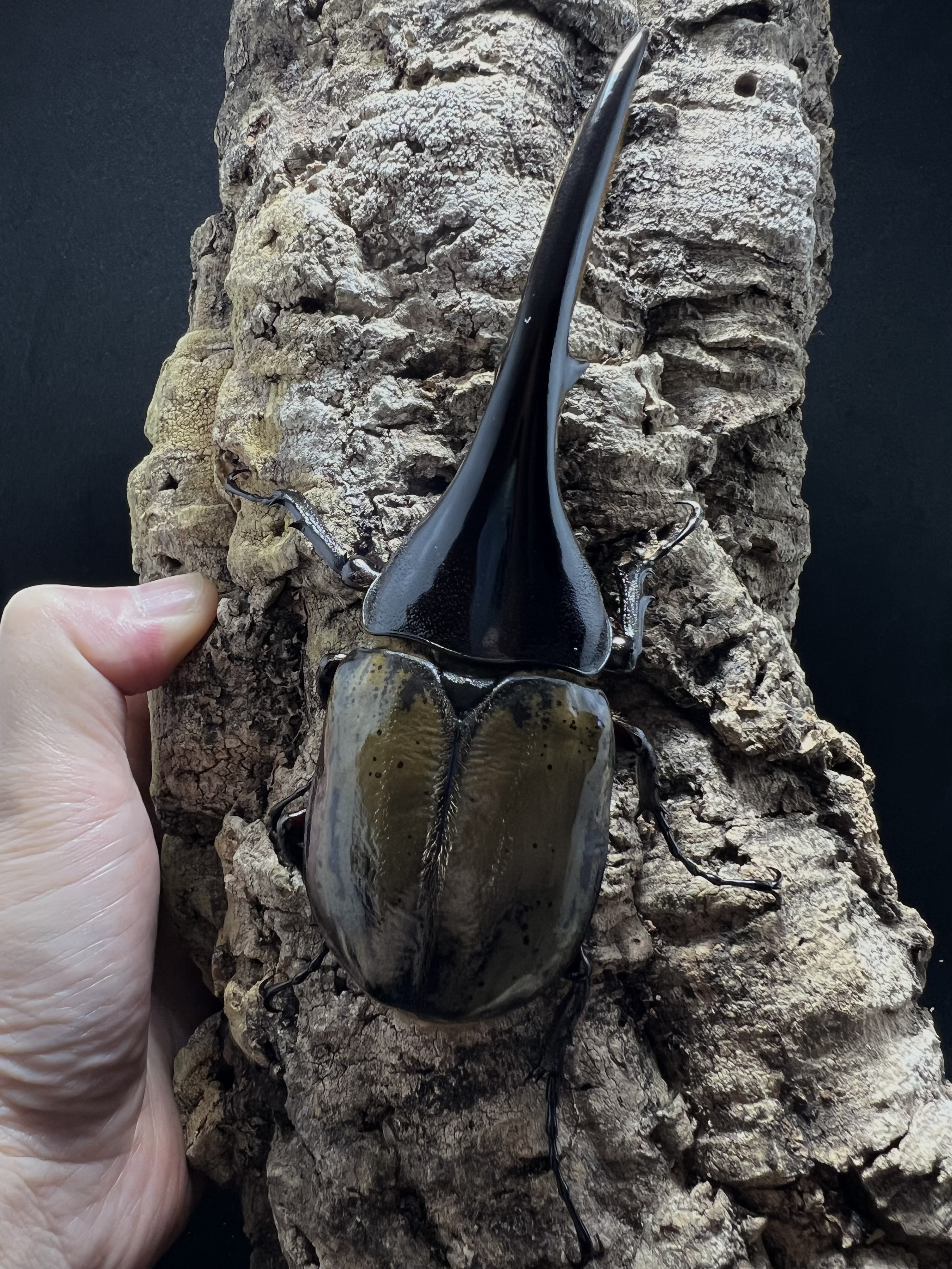 Dynastes hercules hercules 140mm.