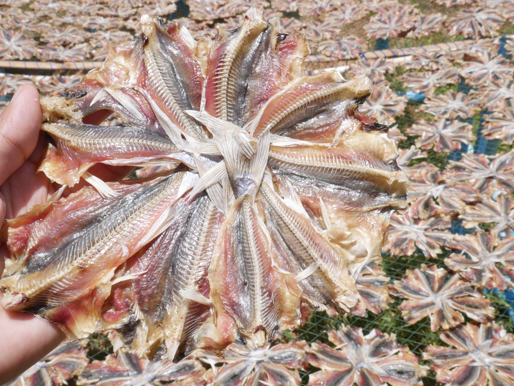 ปลาหัวโม่ง 100 วง ขายส่ง เอาไปแพคเอง