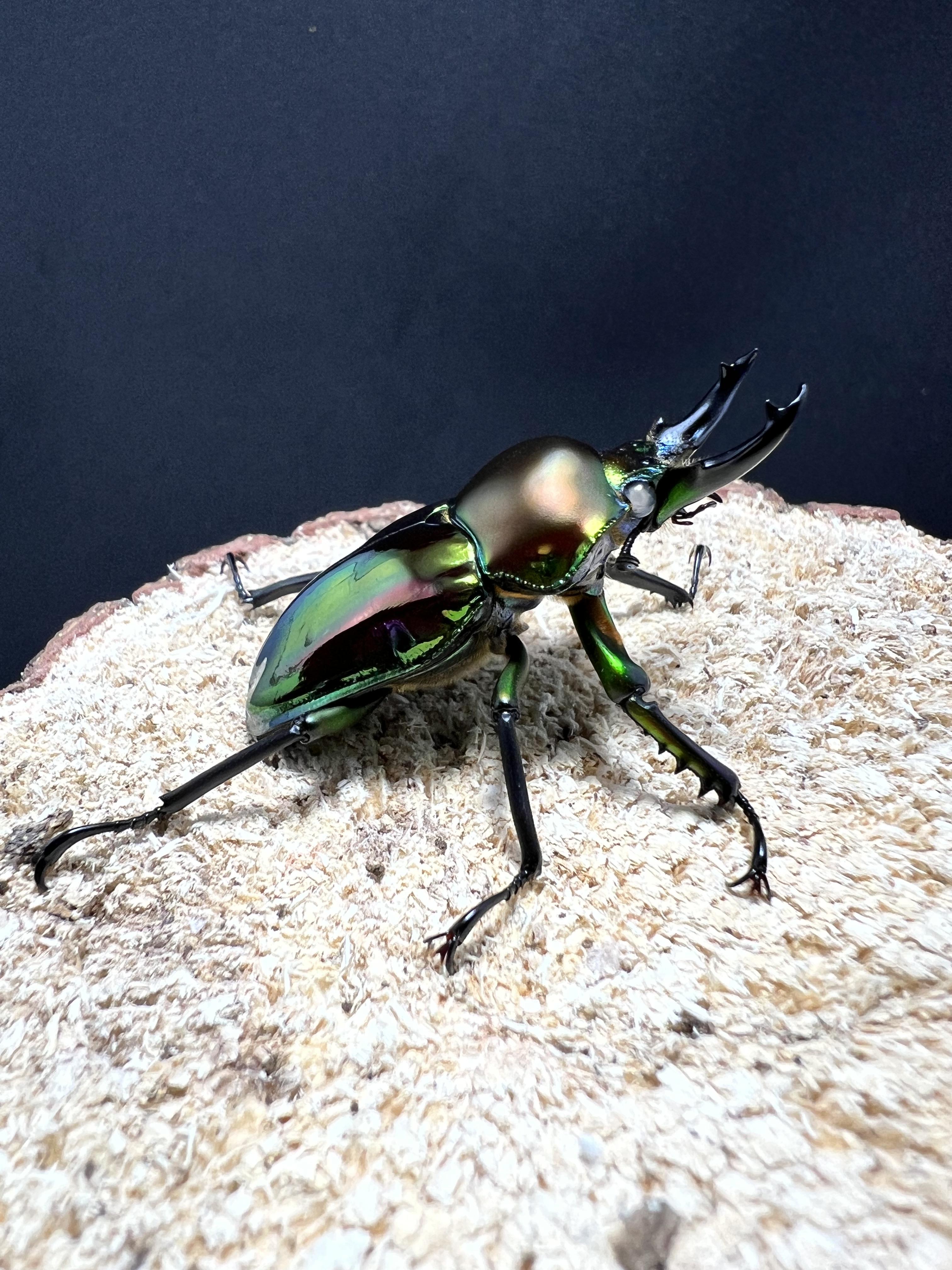 Phalacrognathus muelleri (White Eyes)