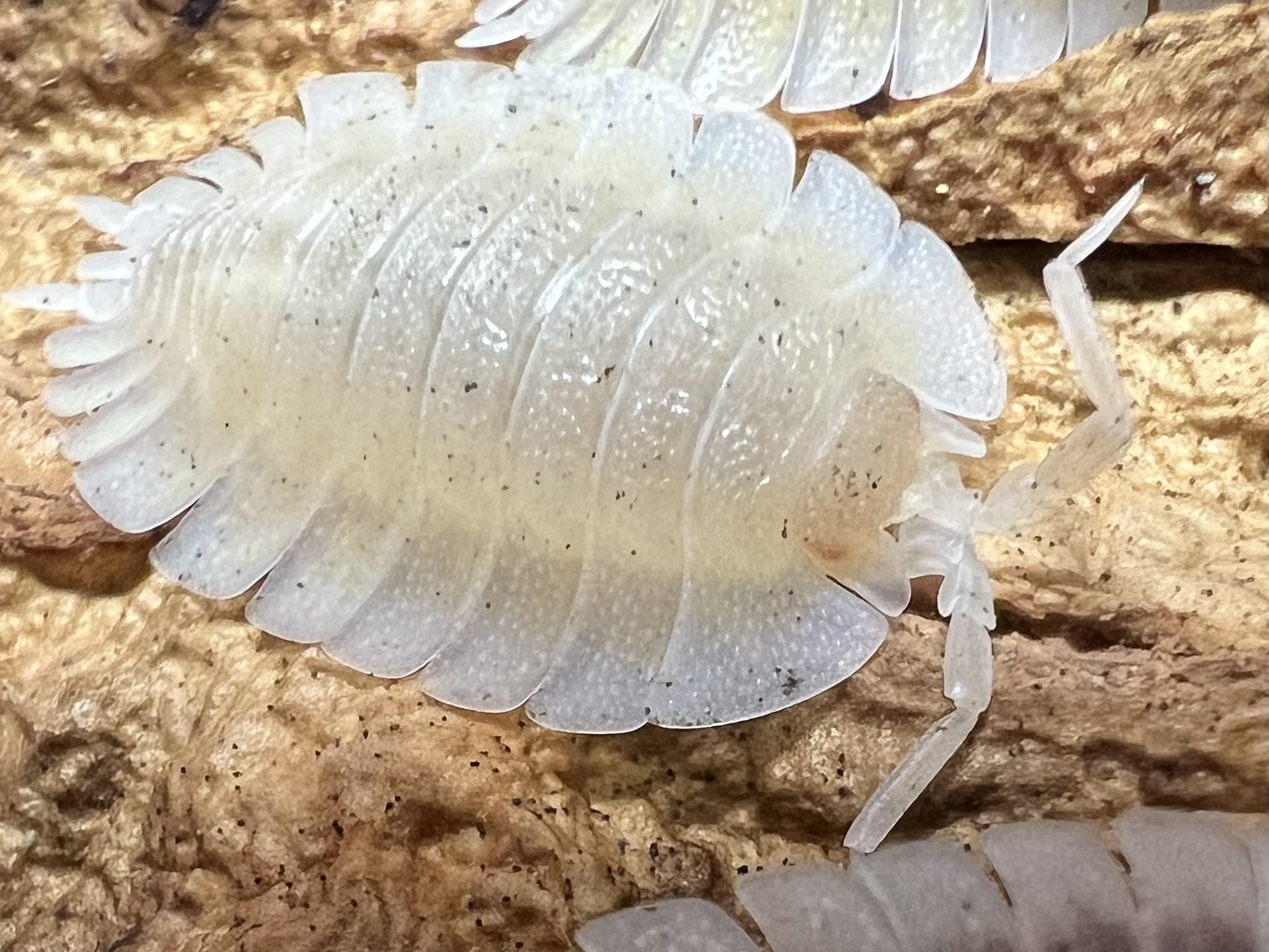 Porcellio werneri (Albino) 5 each