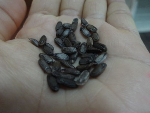 มะนอย(บวบลูกเล็ก)