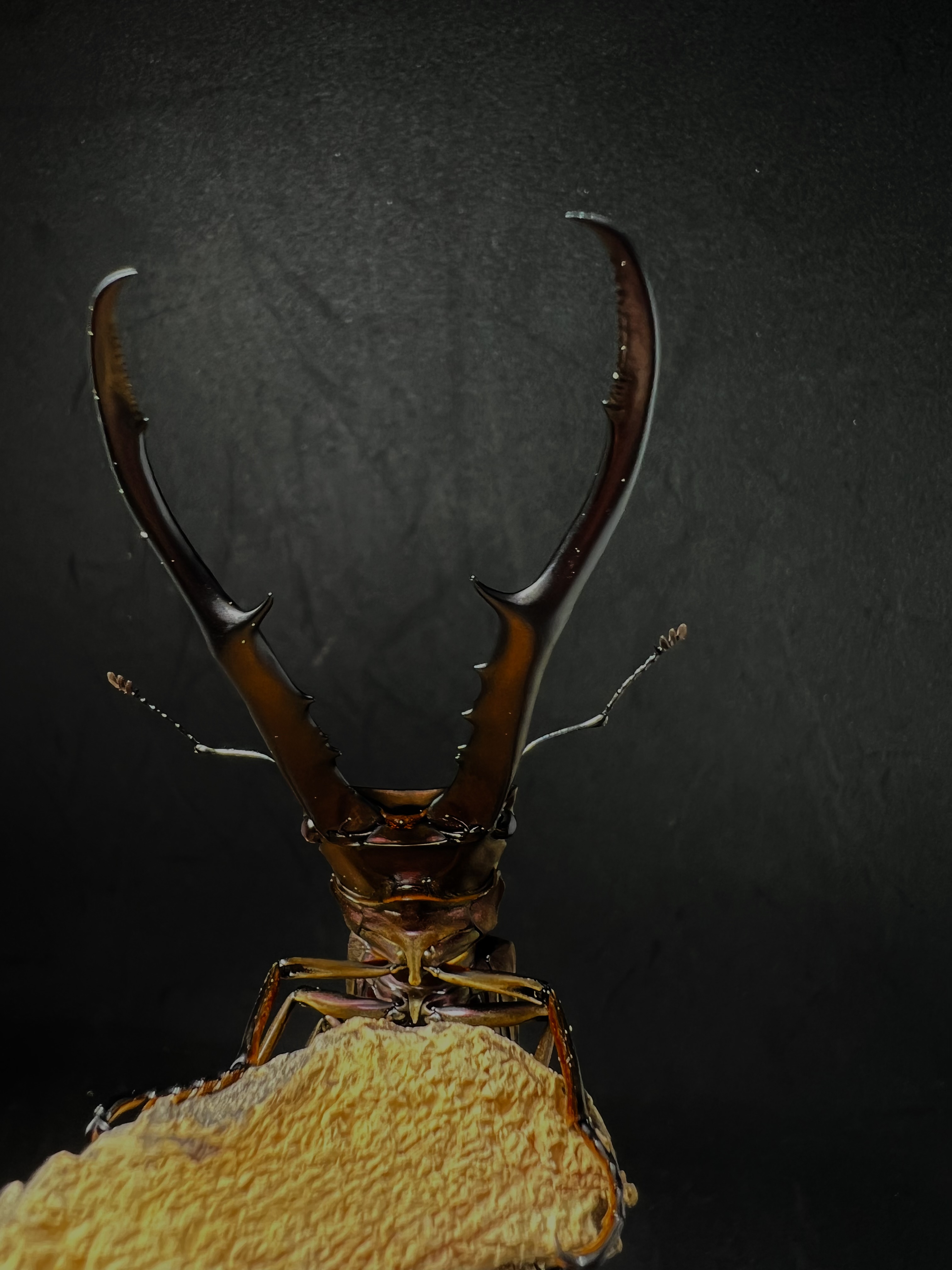 Cyclommatus metallifer 85mm.