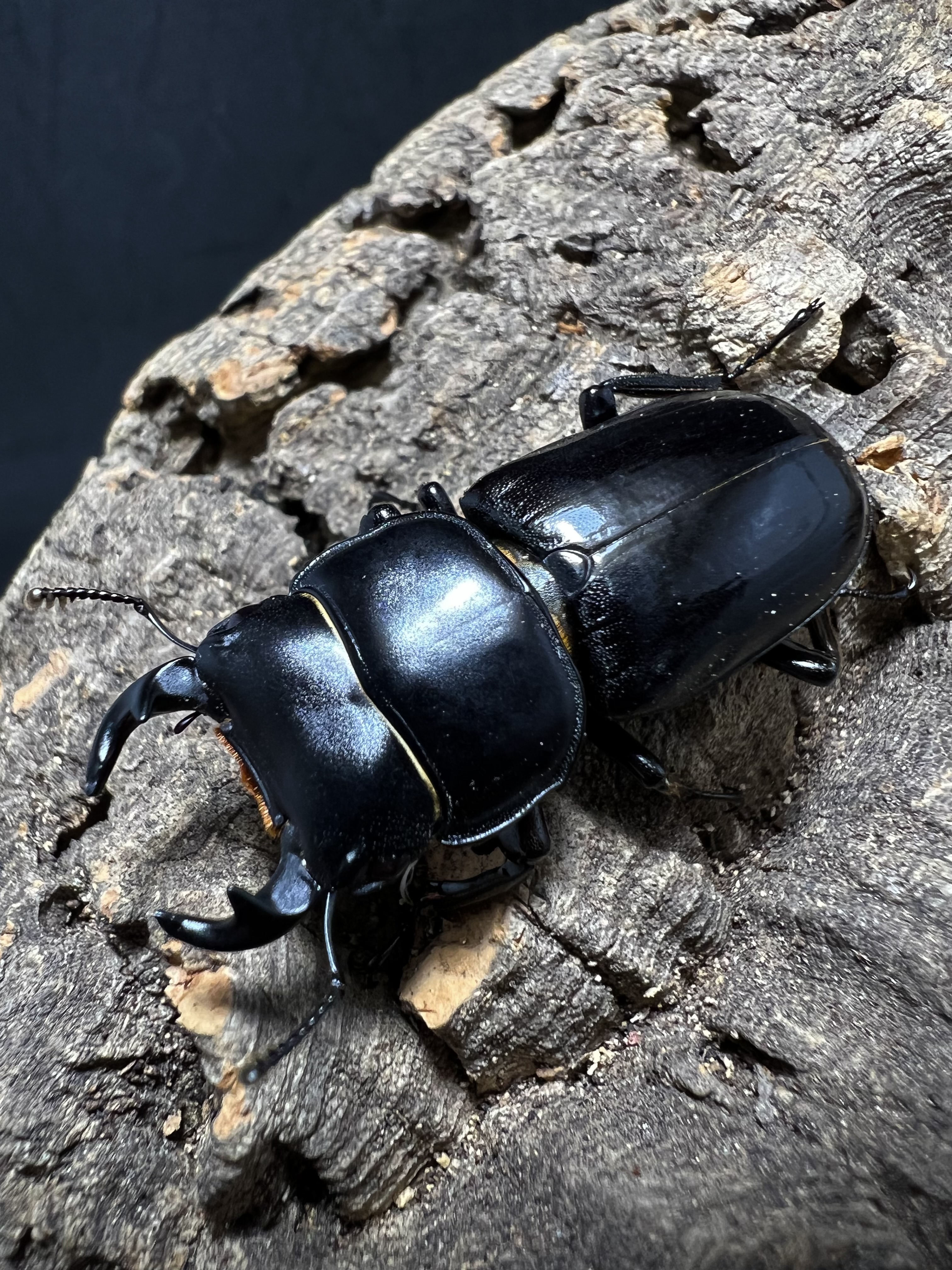 Dorcus yaksha gracilicornis 37x28mm.