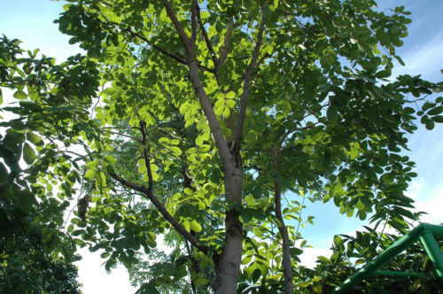 เมล็ดพันธุ์ ต้นมะค่า