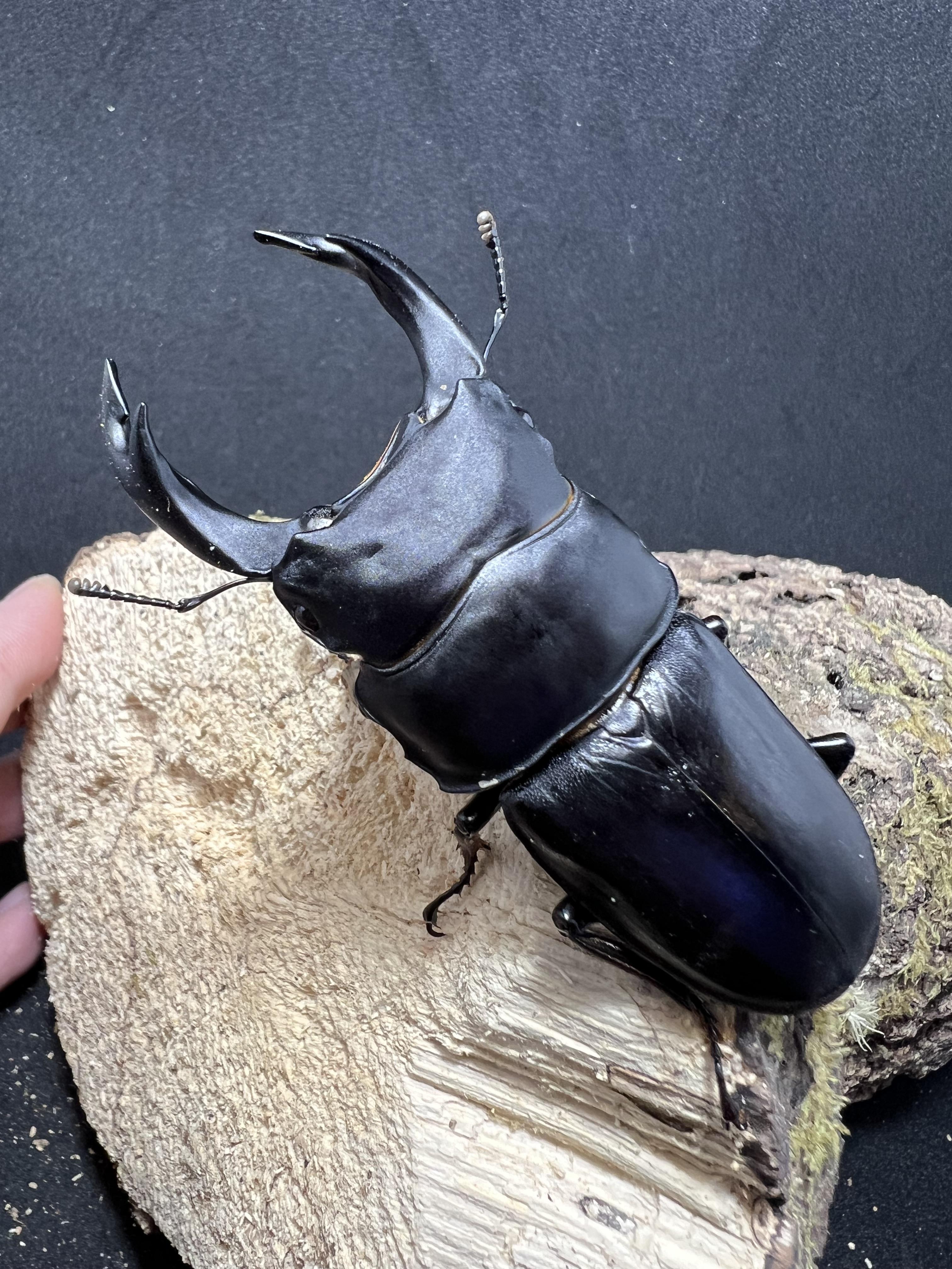 Dorcus hopei binodulosus 75mm.