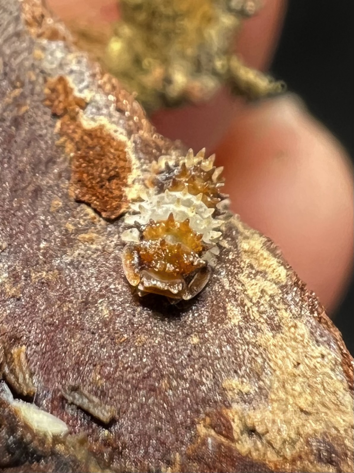 Armadillidae sp. hedgehog set 5 each