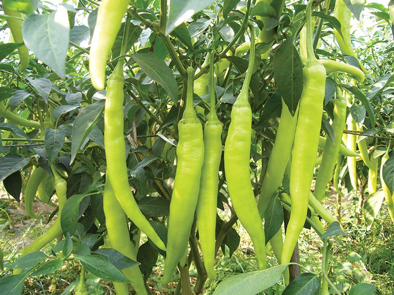 เมล็ดพันธุ์พริกหนุ่มขาว