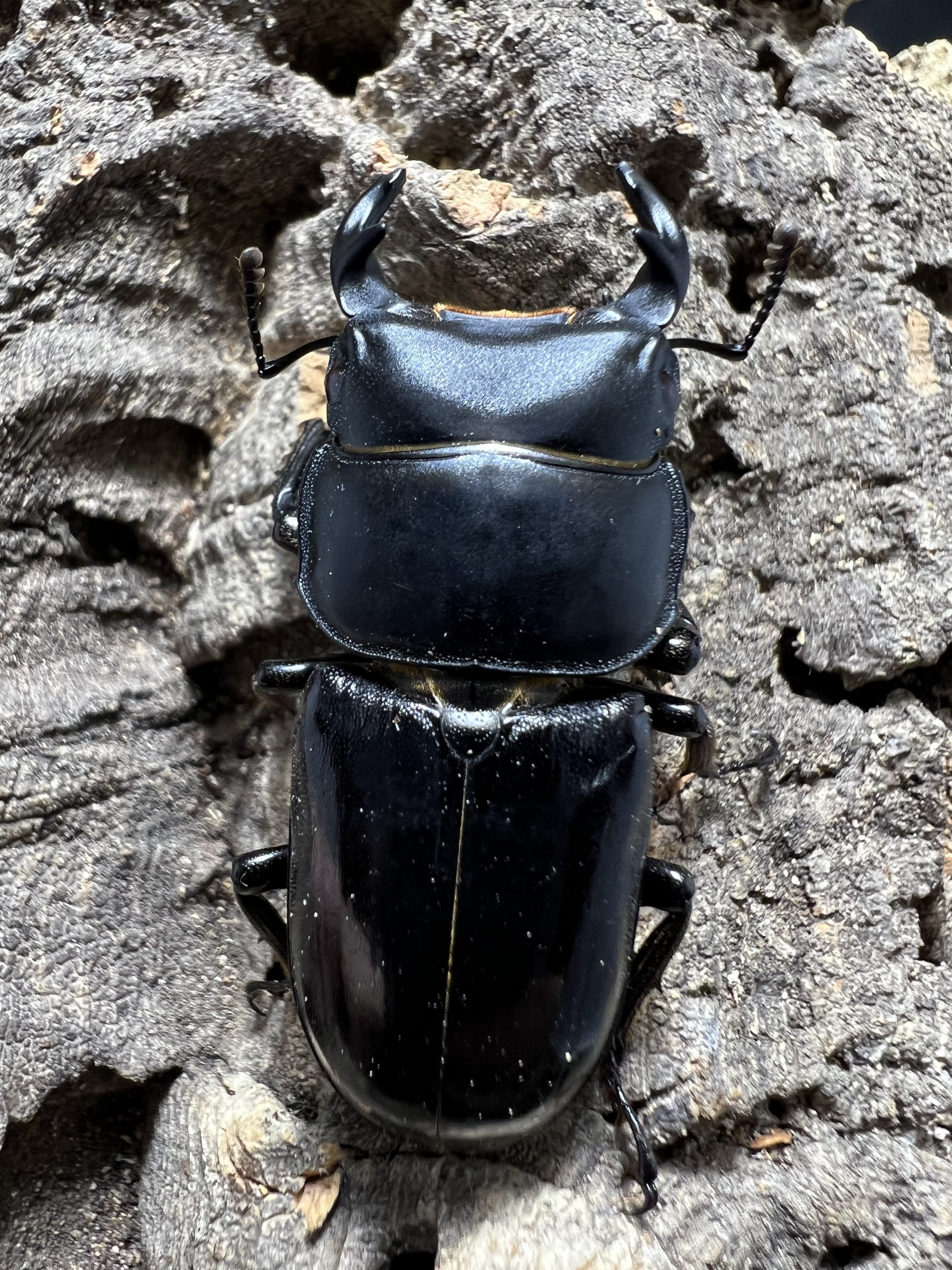 Dorcus yaksha gracilicornis 37x28mm.