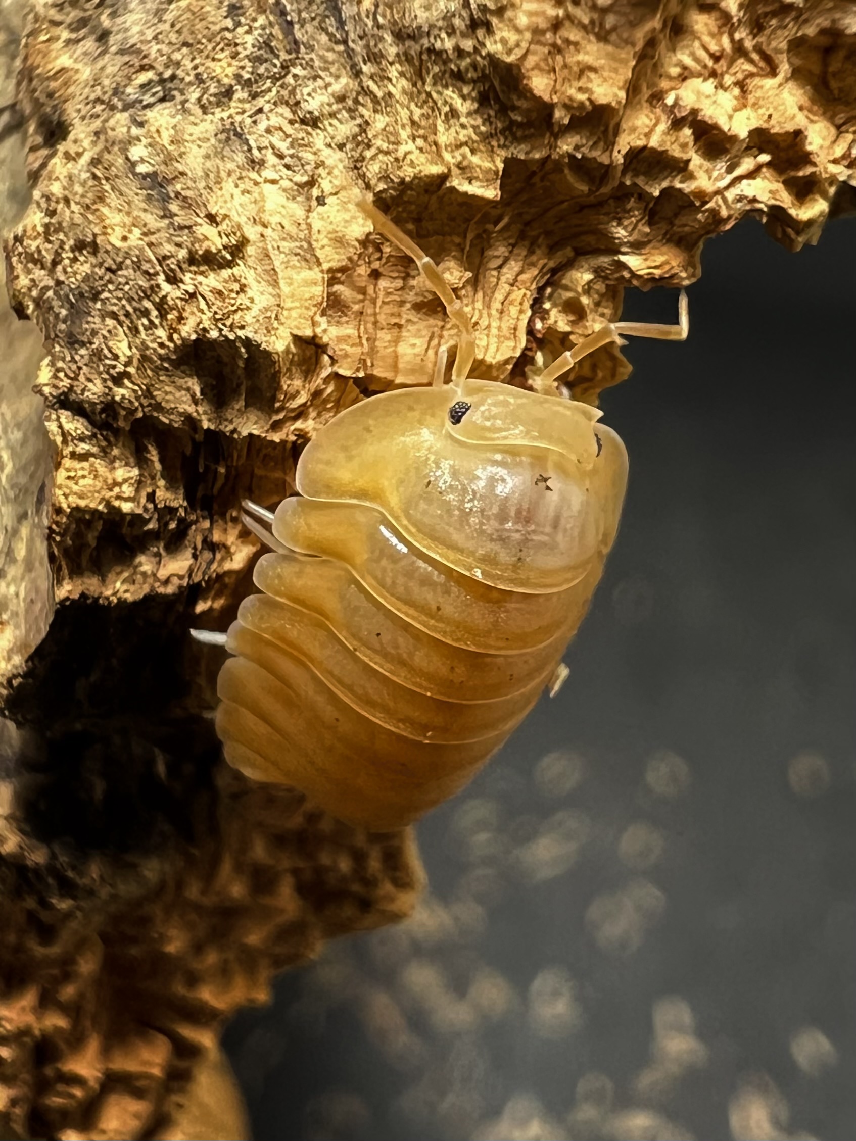 Cubaris sp. orange freezy 5 each