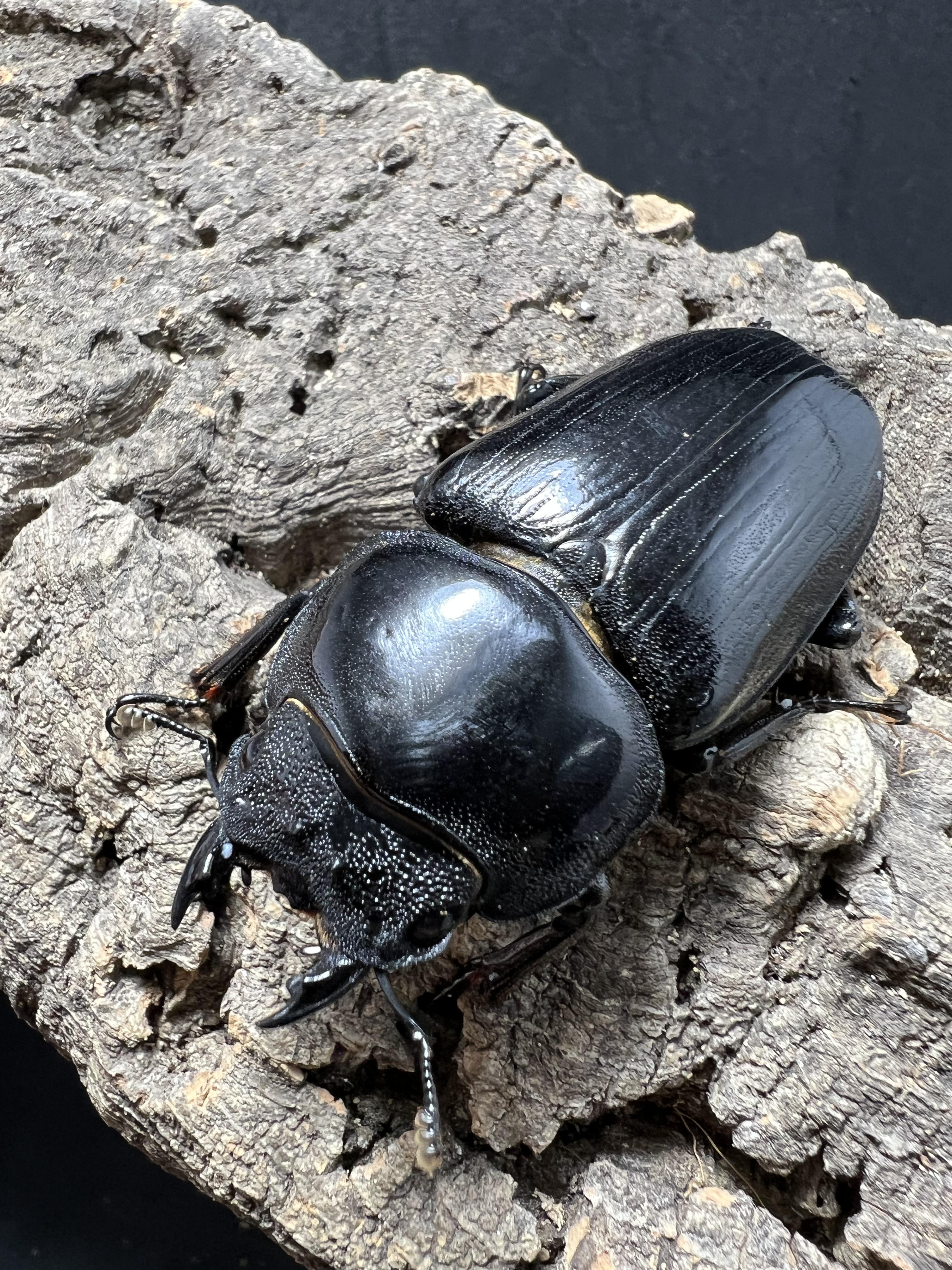 Dorcus hopei binodulosus 55mm.