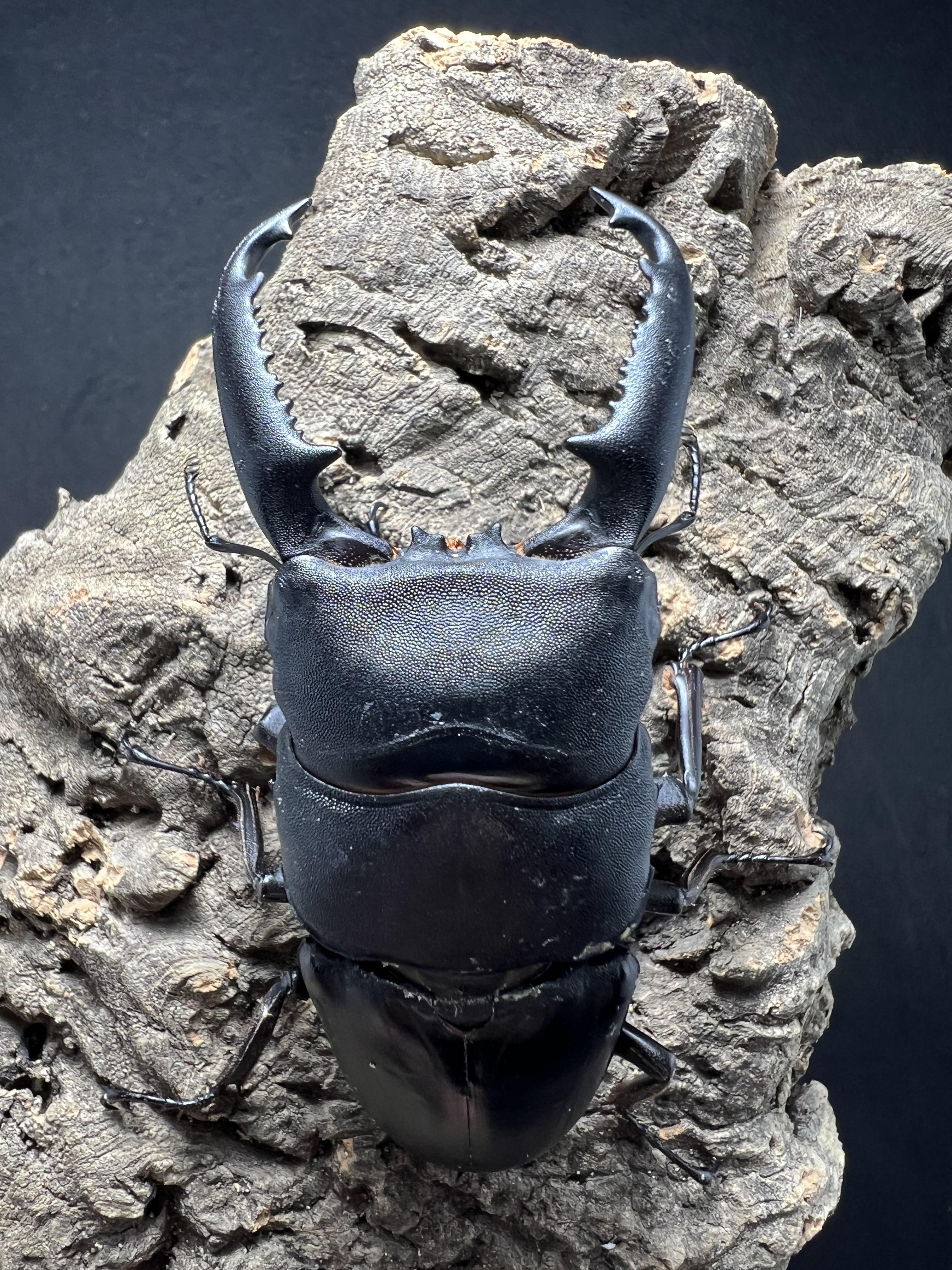 Dorcus titanus palawanicus 82mm.