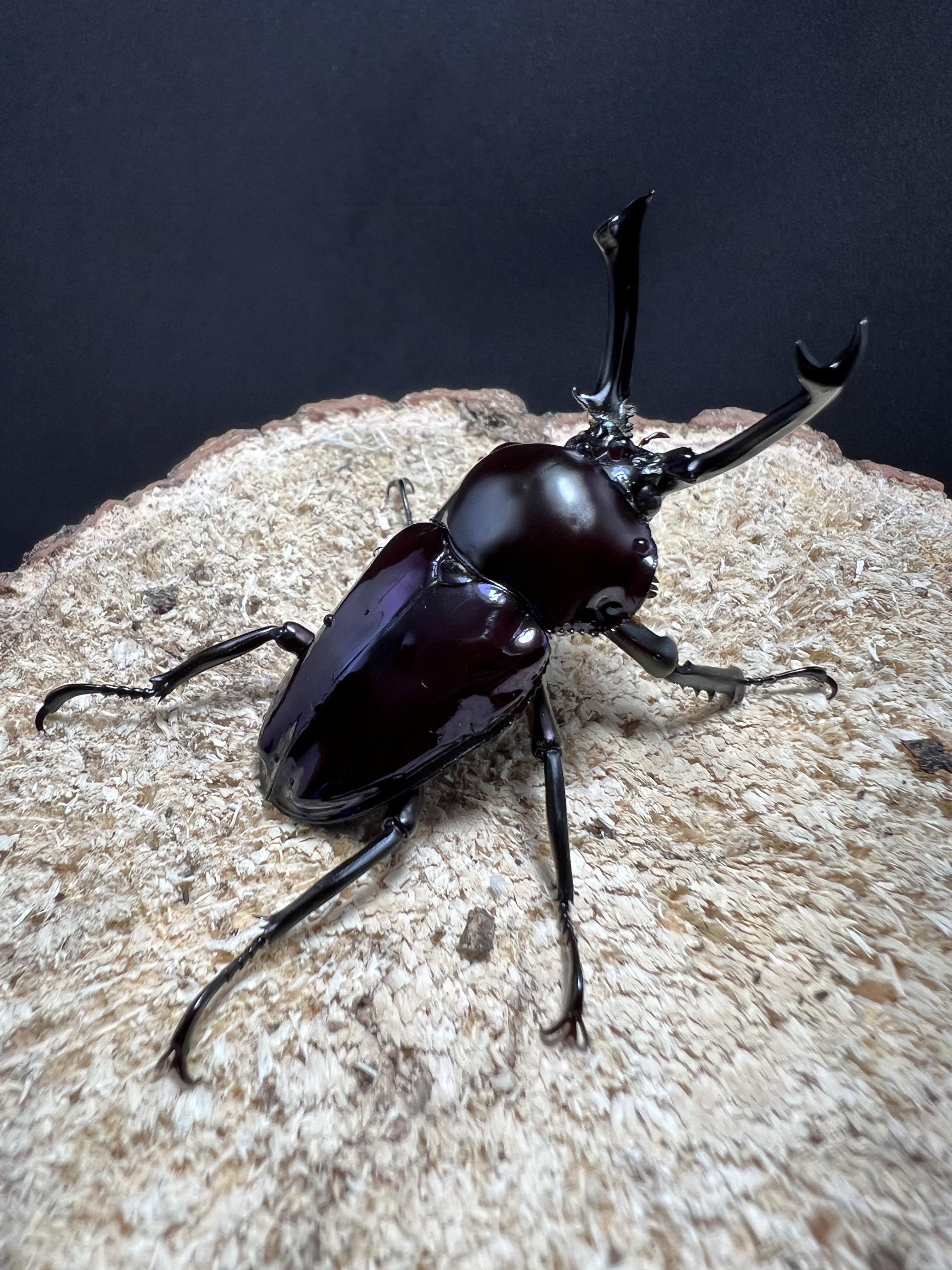 Phalacrognathus muelleri 50mm.