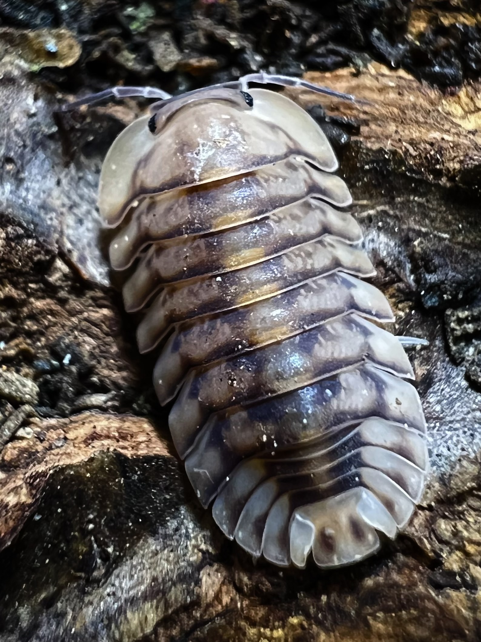 Cubaris sp. yellow tiger 5 each