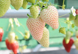เมล็ดพันธุ์ สตรอเบอรี่สีขาว (Pineberry)
