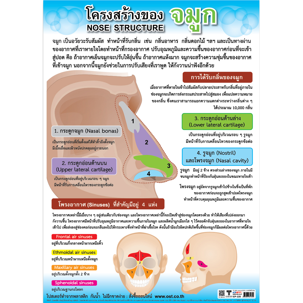 Nose Structure Educational Posters No.135