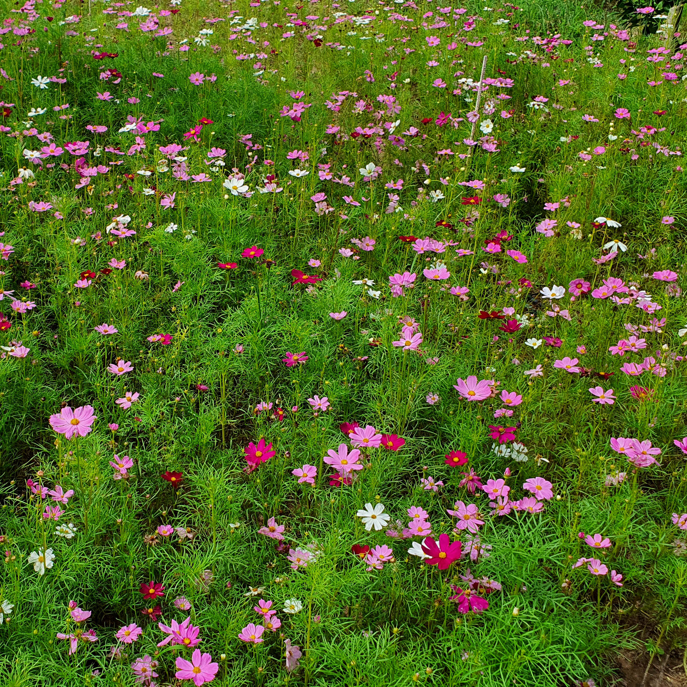 เมล็ดพันธุ์ ดอกดาวกระจายฝรั่งต้นเตี้ย (Sulfur Cosmos) 150 เมล็ด ปลูกง่าย ปลูกได้ทั่วไทย โตไวคละสี สูง 30 ซม