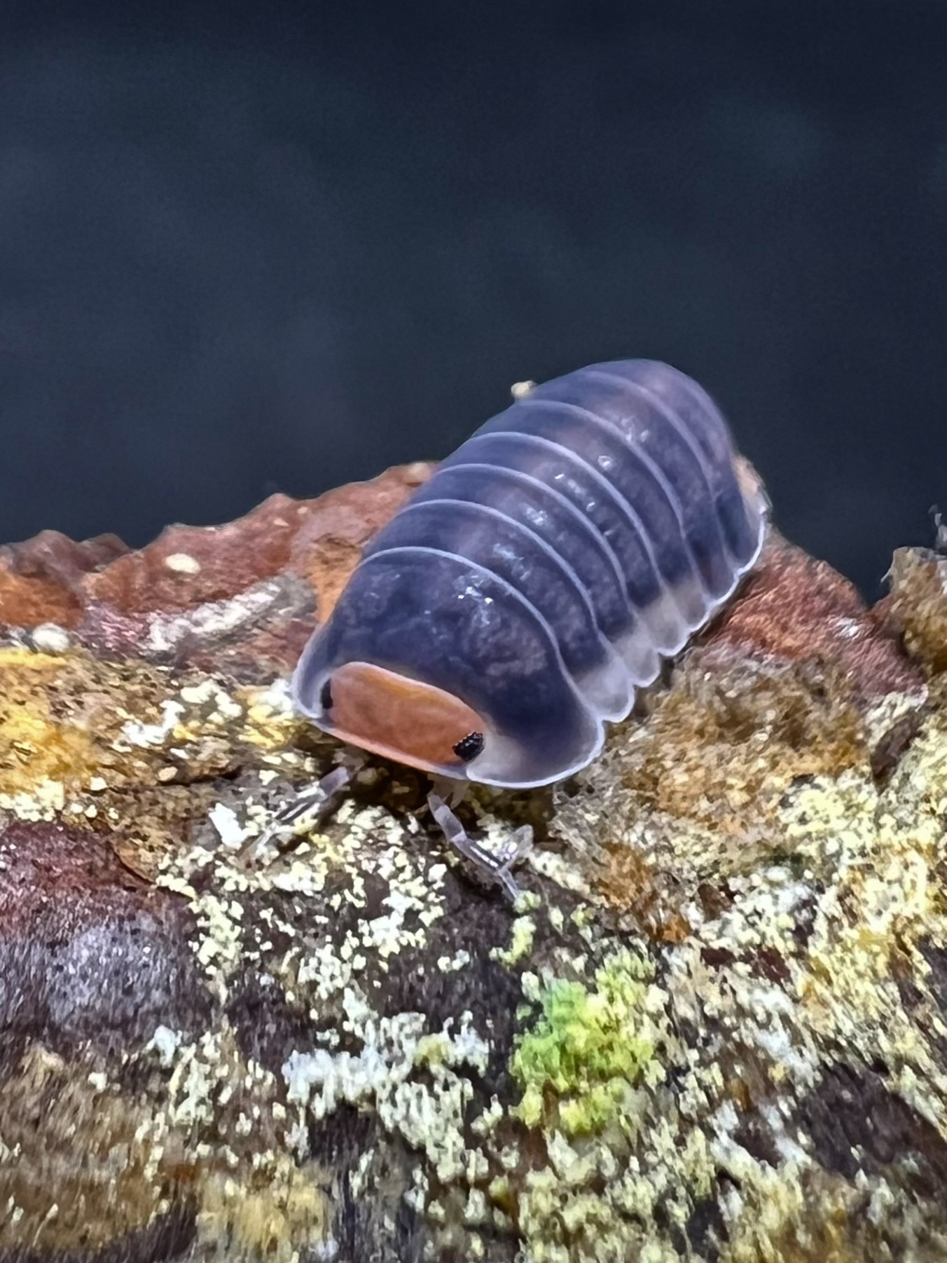 Cubaris sp. park chong 5 each