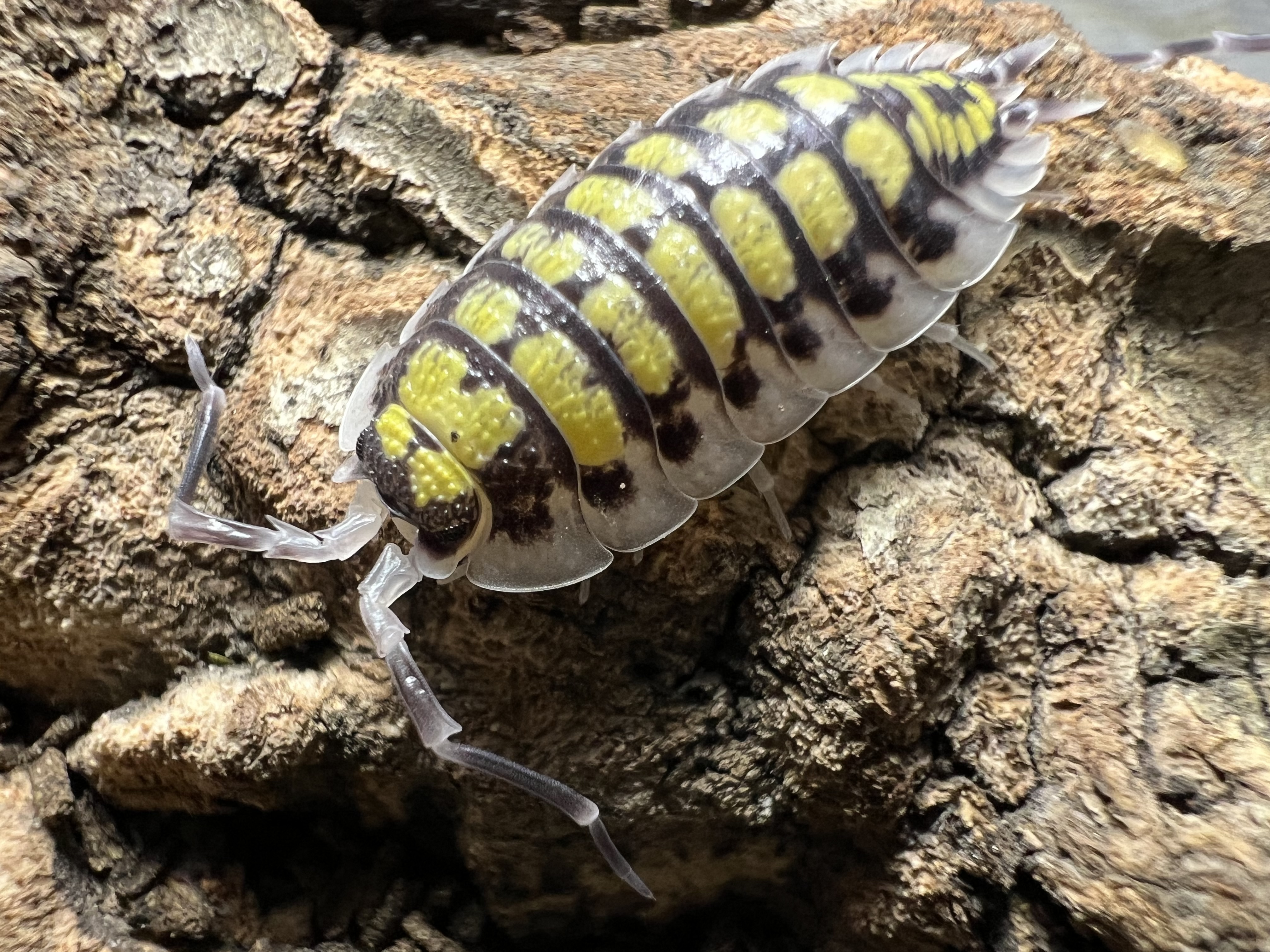 Porcellio haasi “High Yellow” Set 5 each