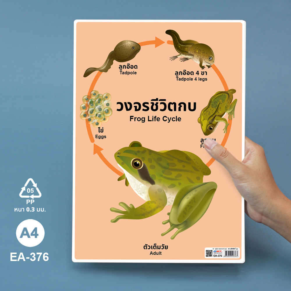 โปสเตอร์ความรู้ ชุดวงจรชีวิตสัตว์ ขนาดA4 EA-376 กบ