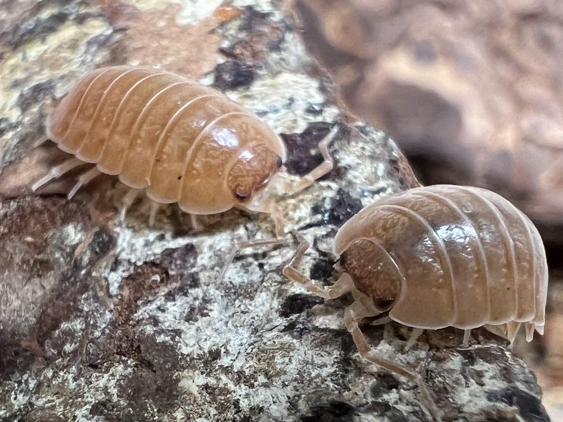 Porcellio laevis “Giant Orange” set 10each