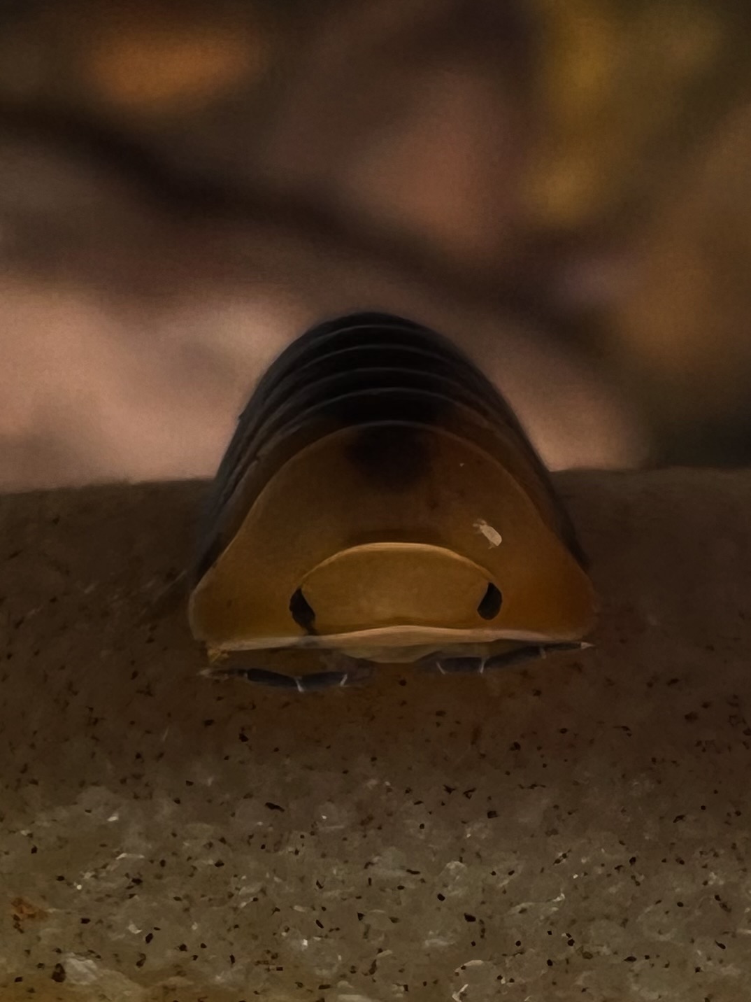 Cubaris sp. siberian tiger 5 each