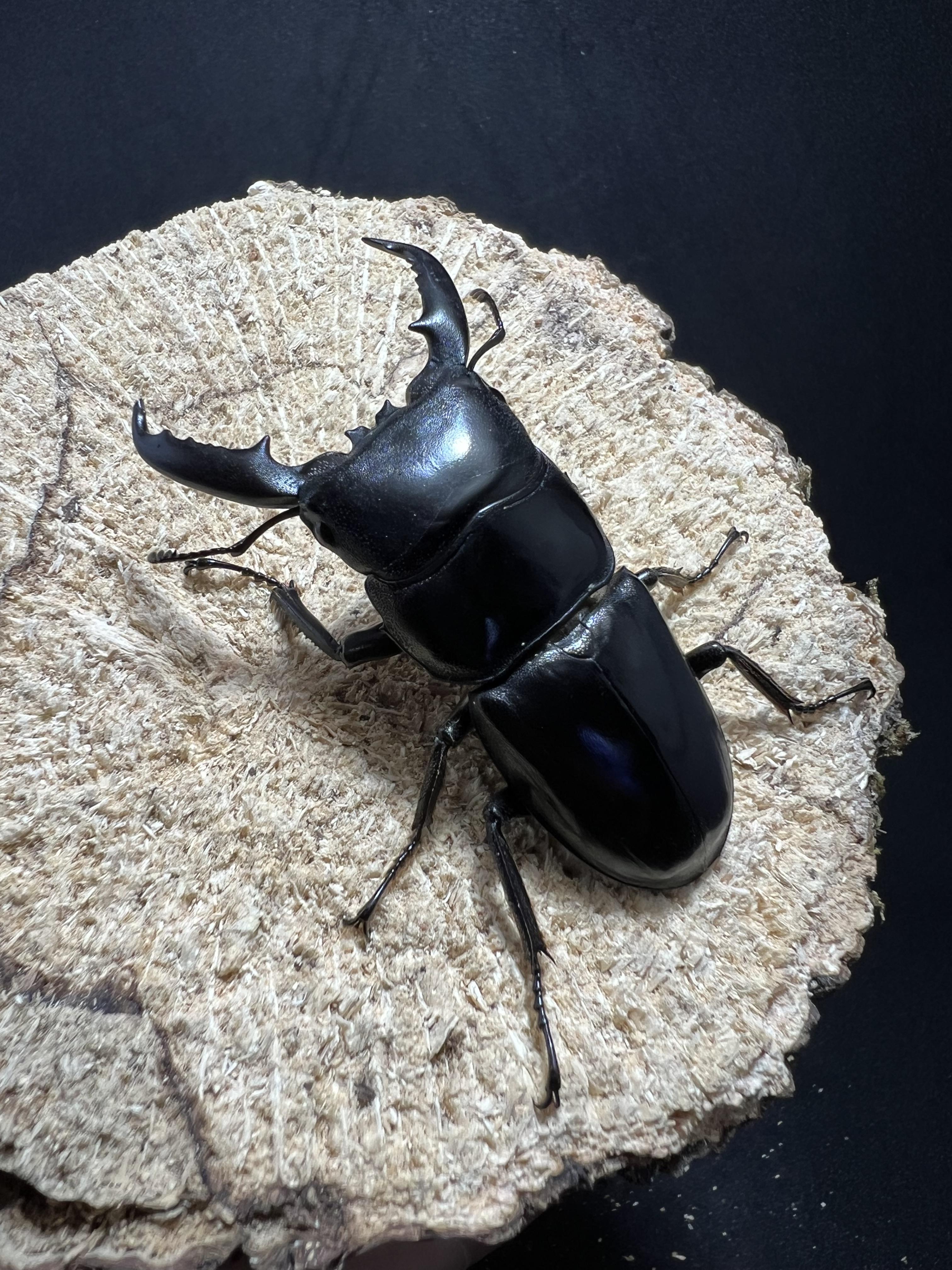 Dorcus titanus palawanicus 60mm.