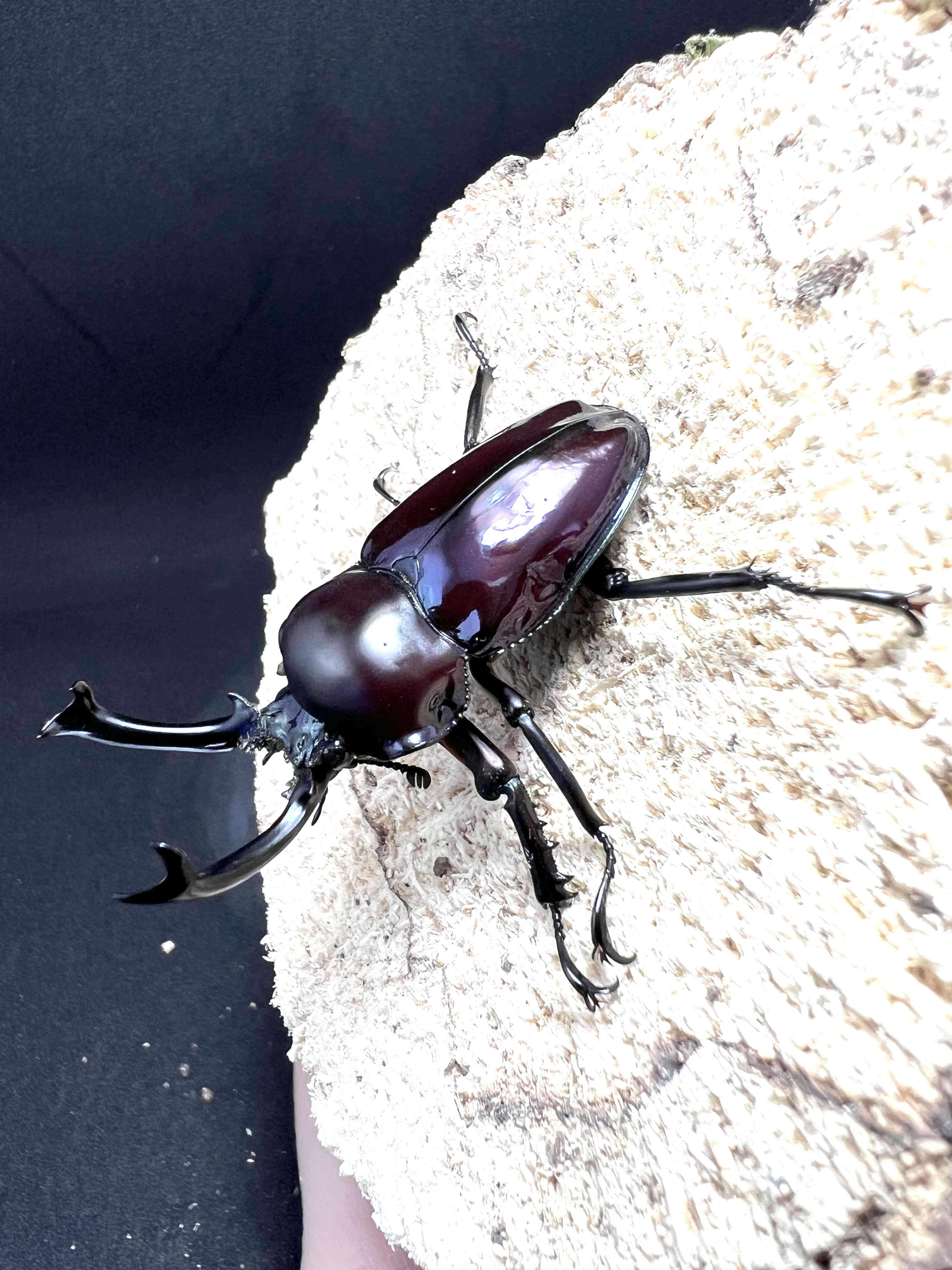 Phalacrognathus muelleri 53mm.