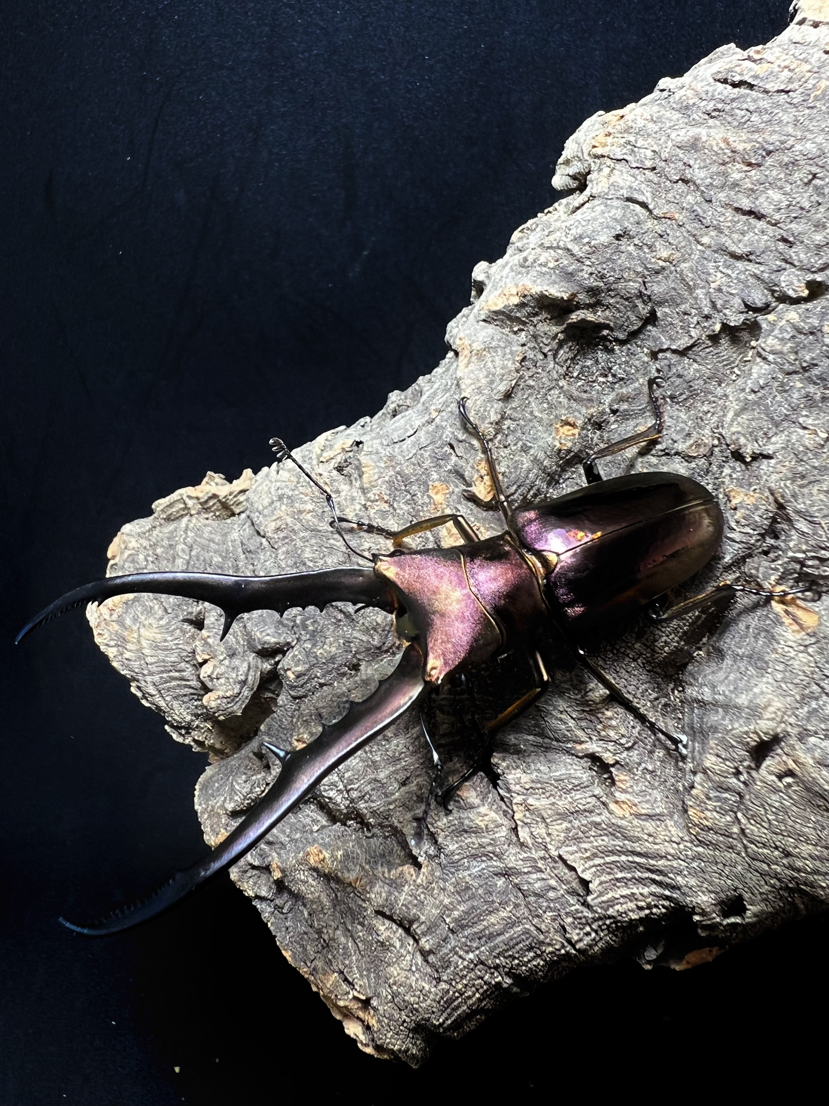 Cyclommatus metallifer 75mm.