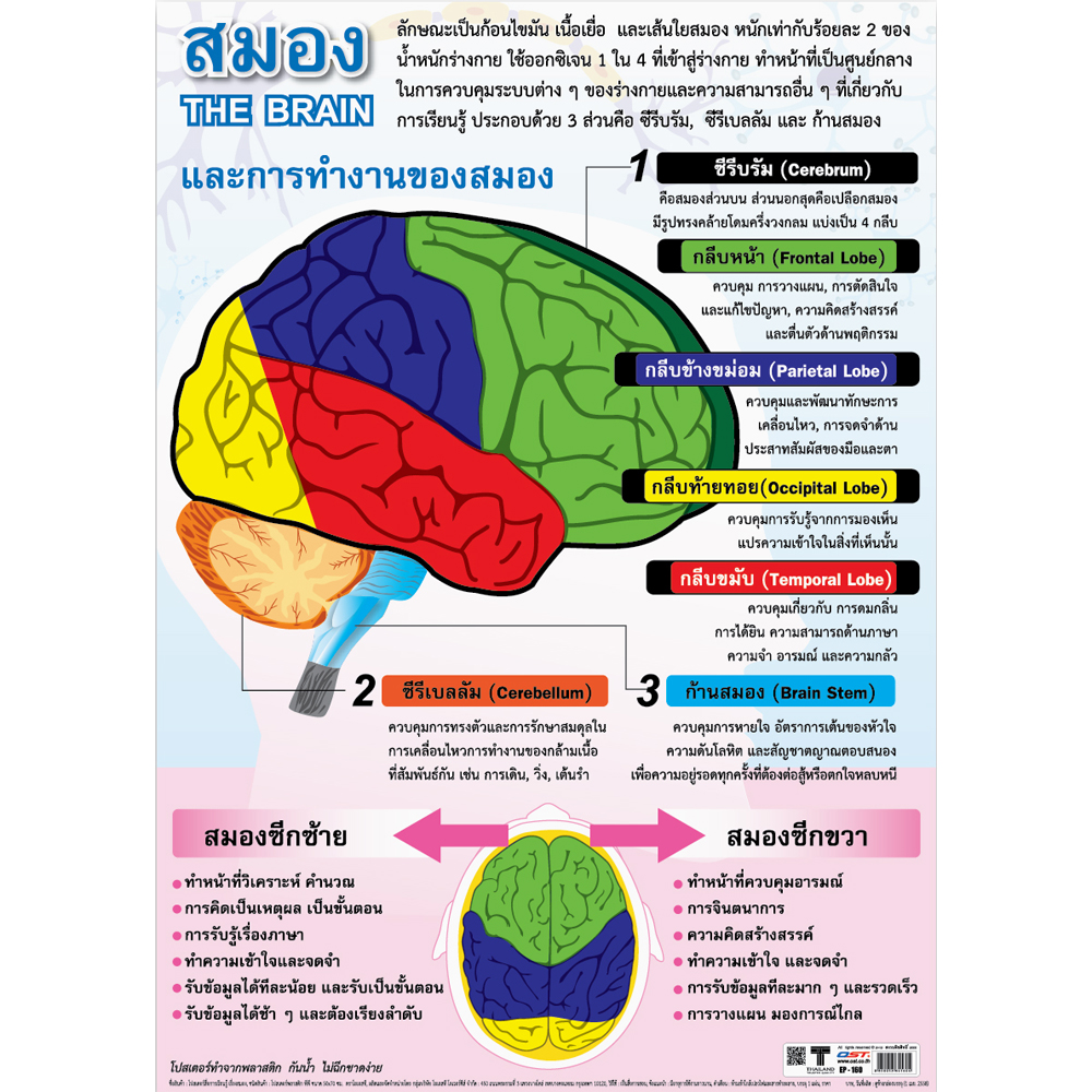 Human Brain Structure Educational Posters No.160