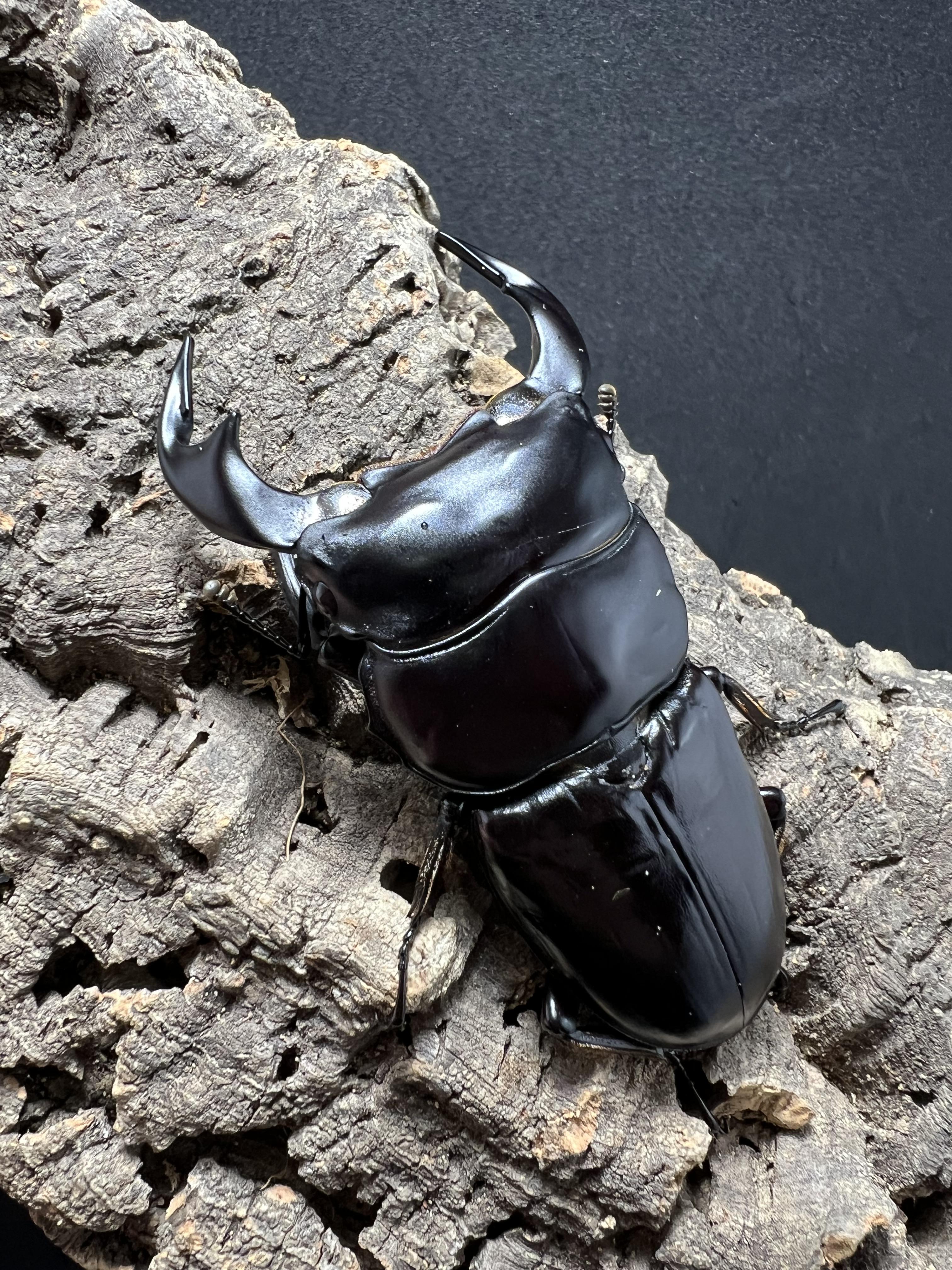 Dorcus antaeus antaeus 75mm.