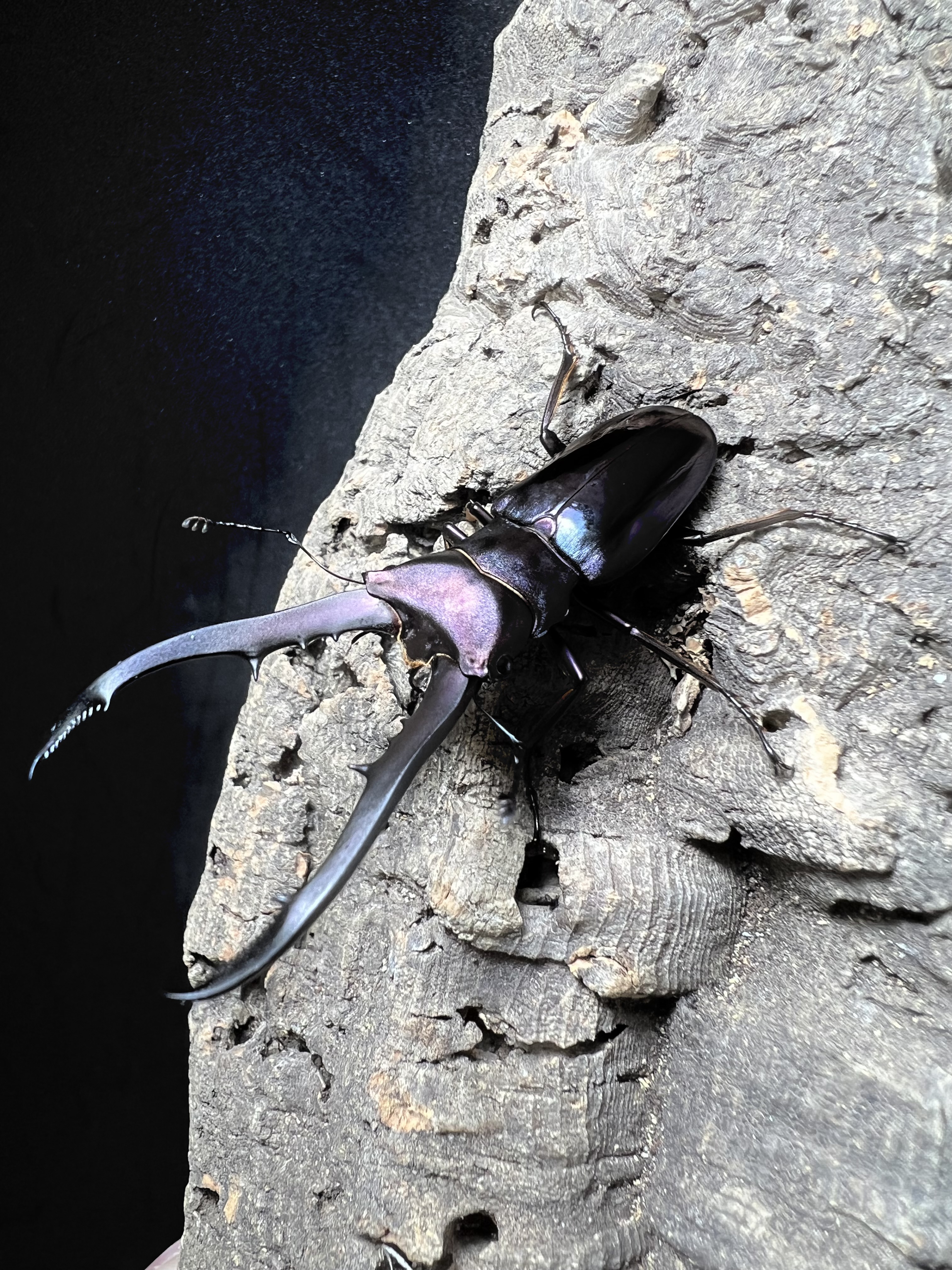 Cyclommatus metallifer 61 mm.
