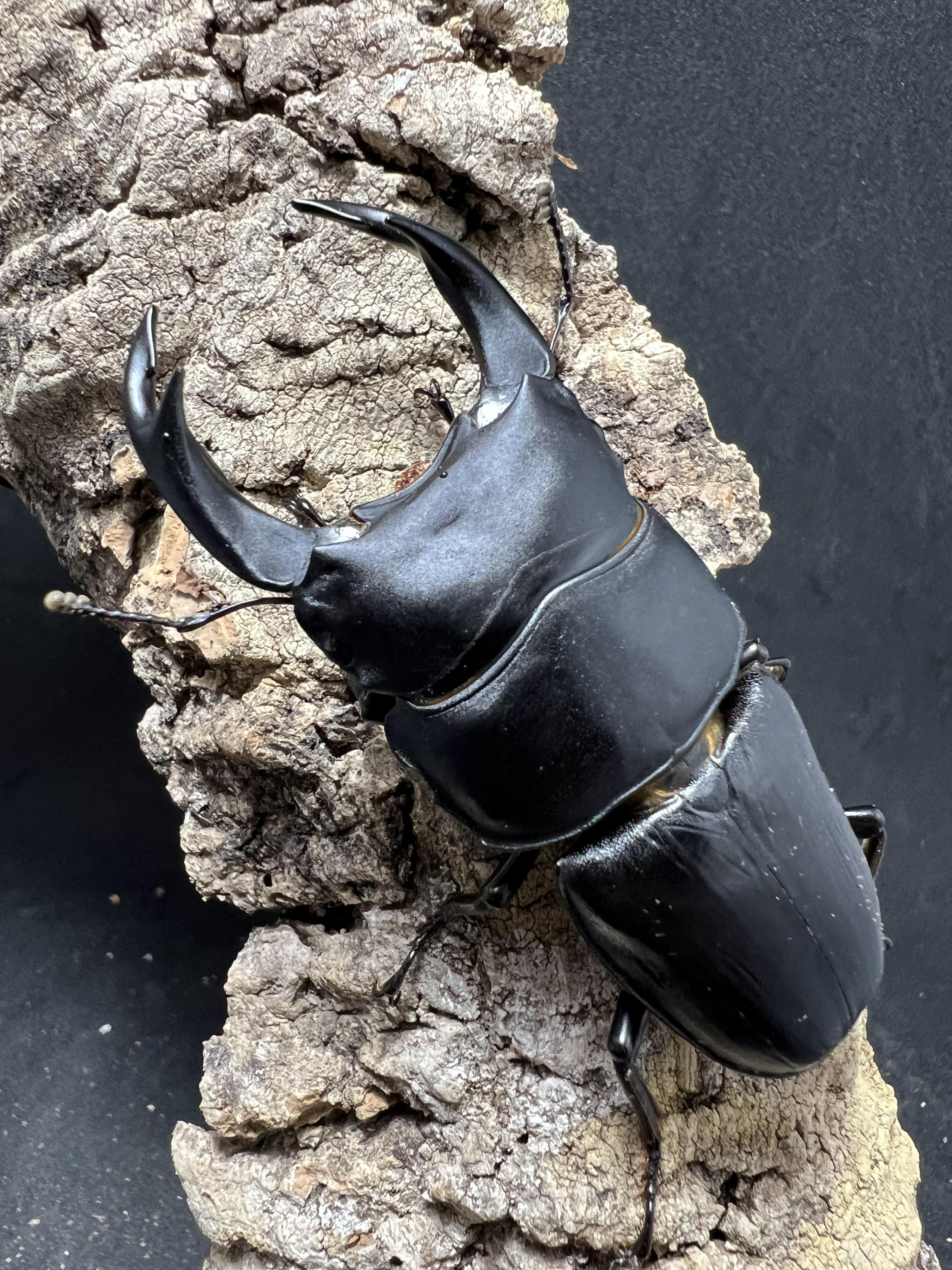 Dorcus hopei binodulosus 76mm.