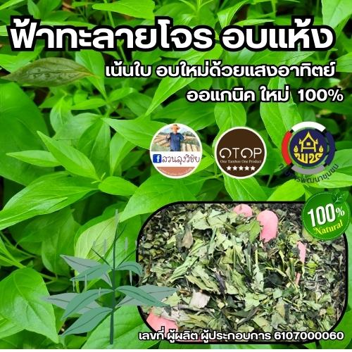 ฟ้าทะลายโจร ฟ้าทะลายโจรอบแห้ง หอม สะอาด ปลอดภัยจากเคมี เกรดดีที่สุด สินค้า OTOP อบด้วยพลังงานแสงอาทิตย์ใหม่