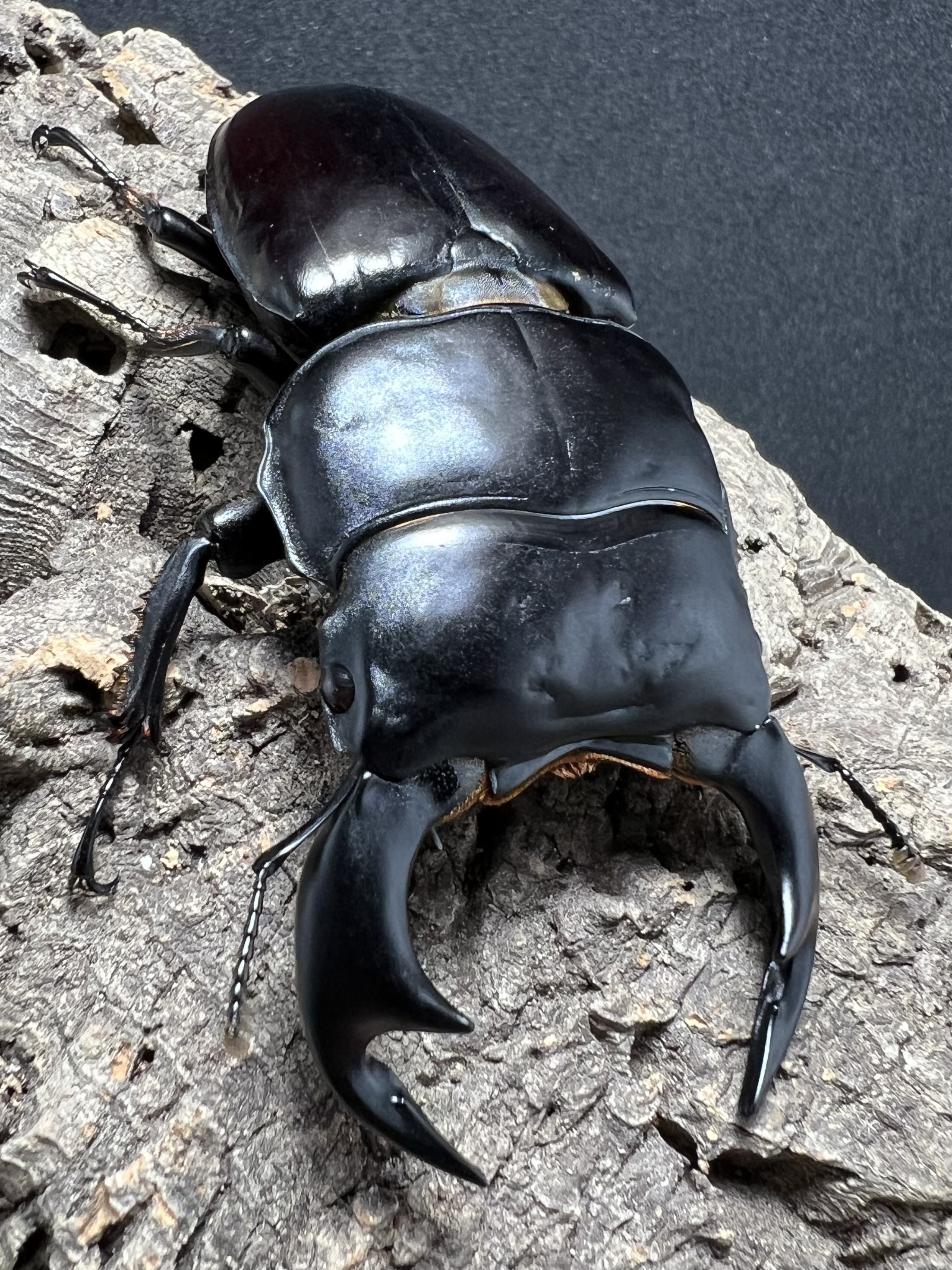 Dorcus antaeus antaeus 80 mm.