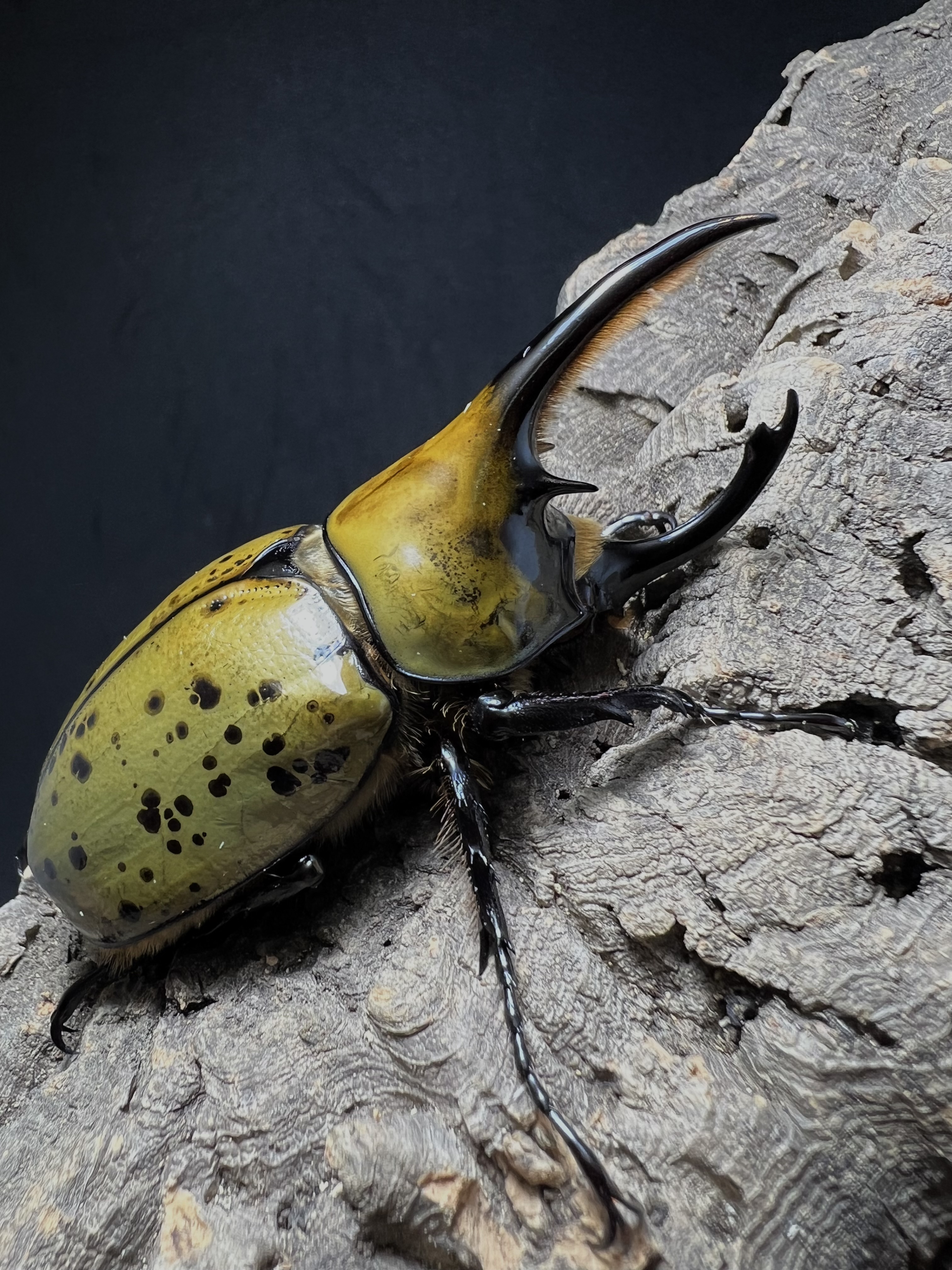 Dynastes hyllus hyllus 82x56mm.