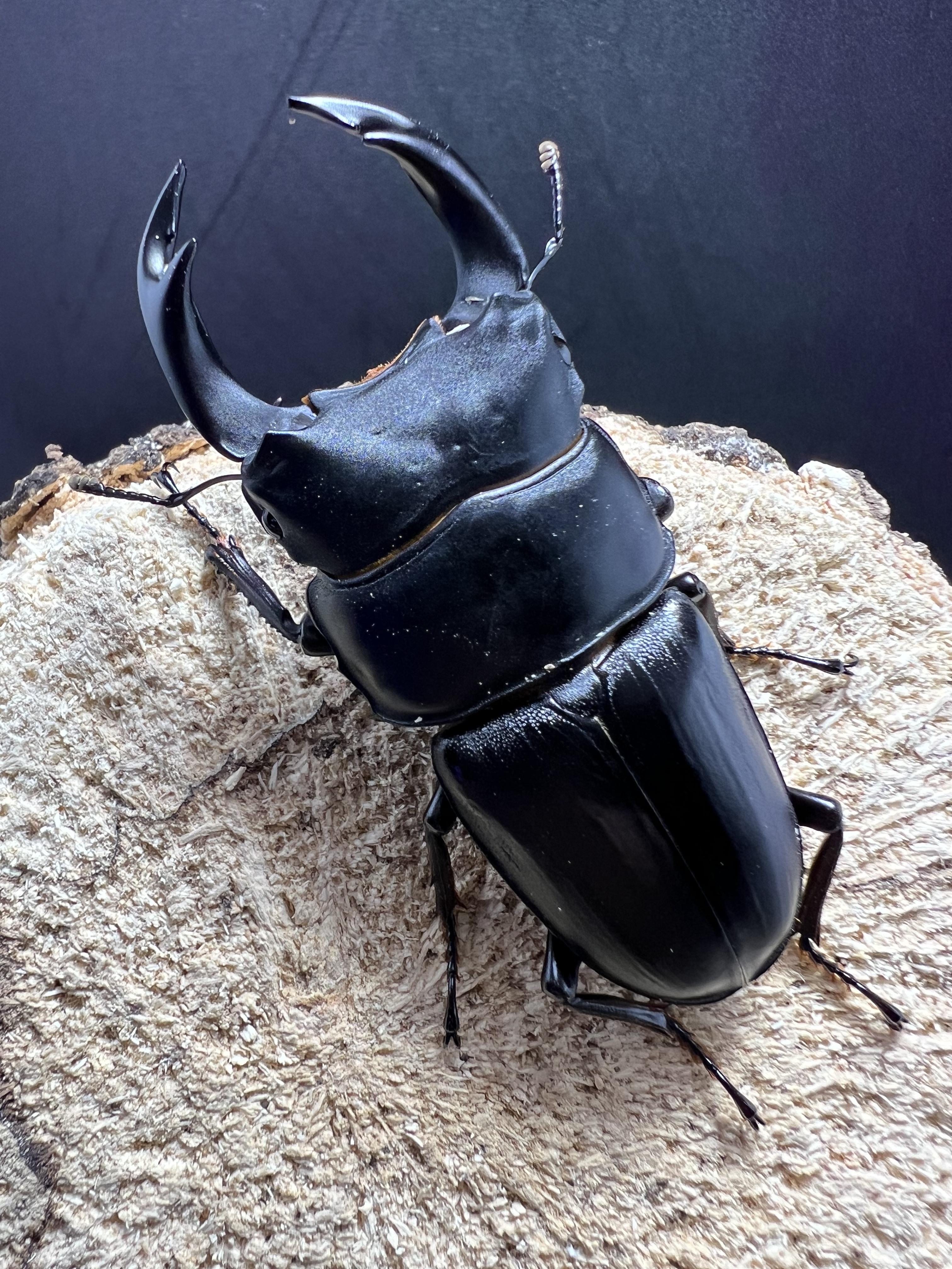 Dorcus hopei binodulosus 70mm.