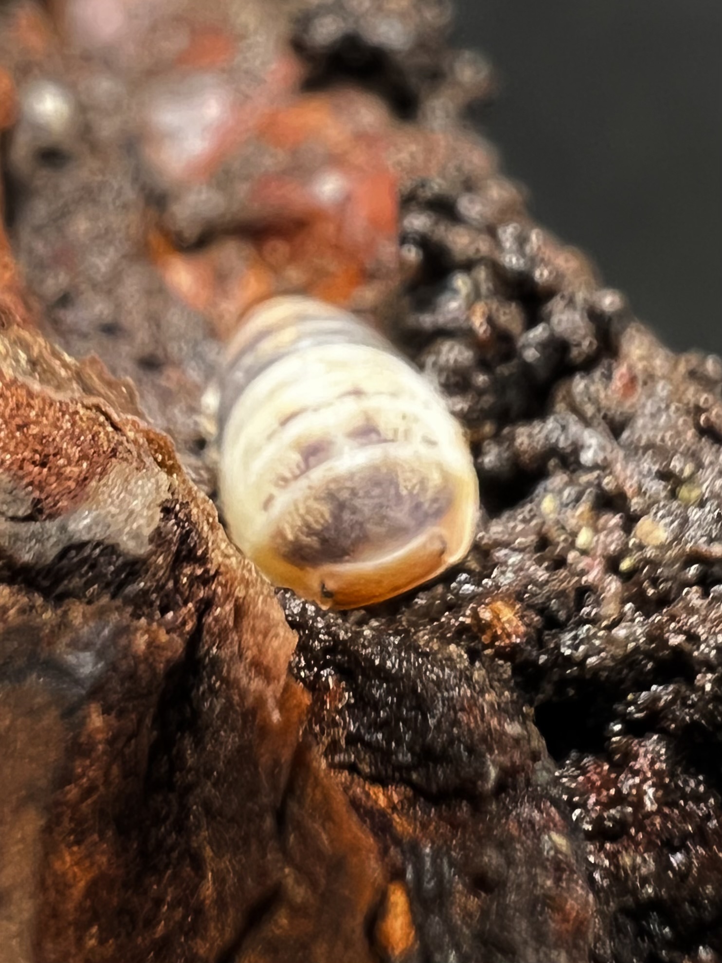 Cubaris sp. white shark 5 each