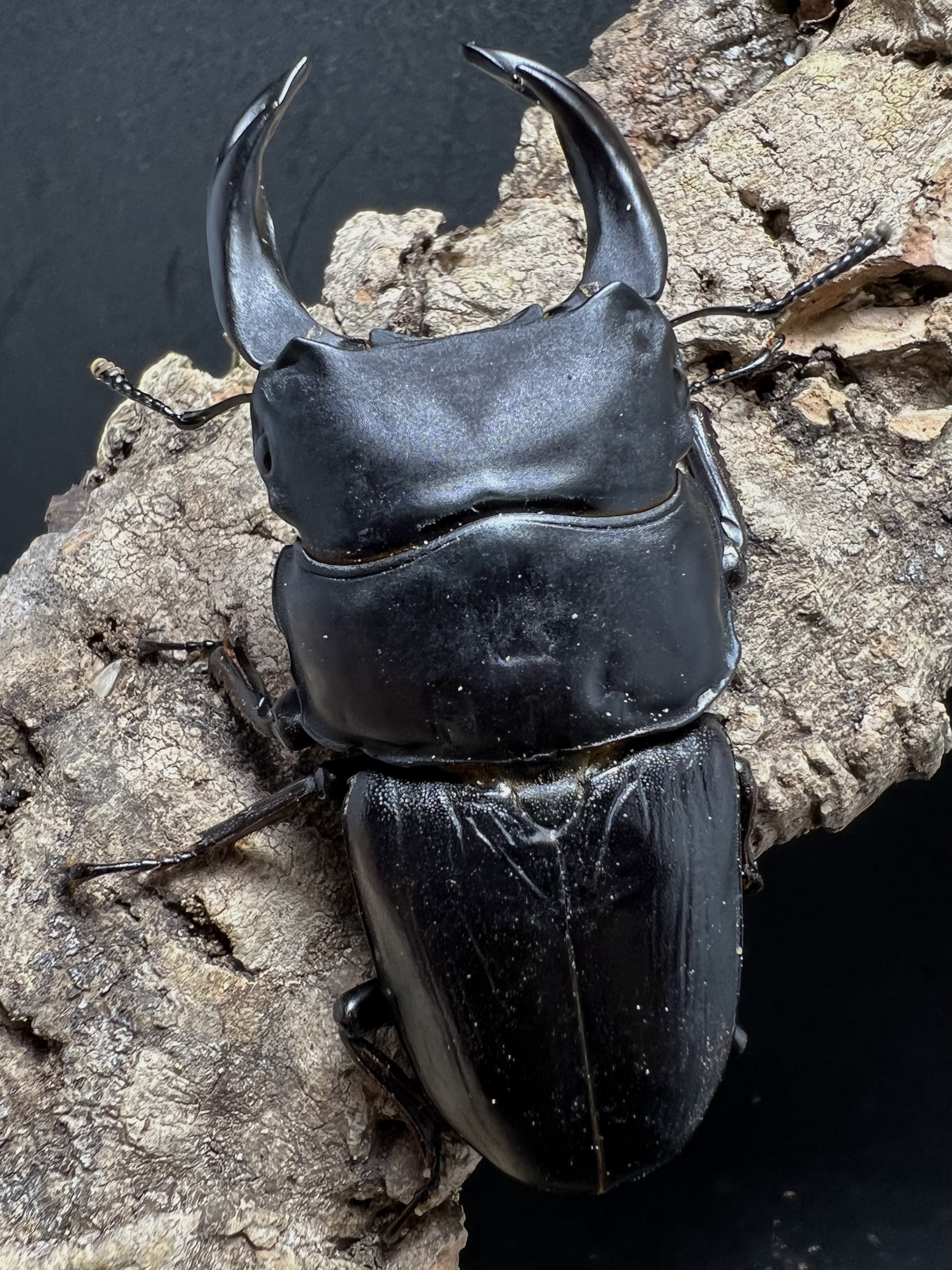 Dorcus hopei binodulosus 75mm.
