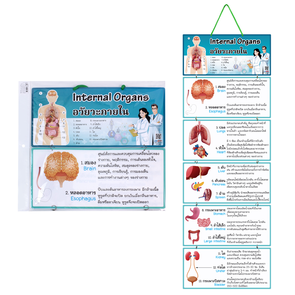 Hanging Display Flashcards Internal Organs