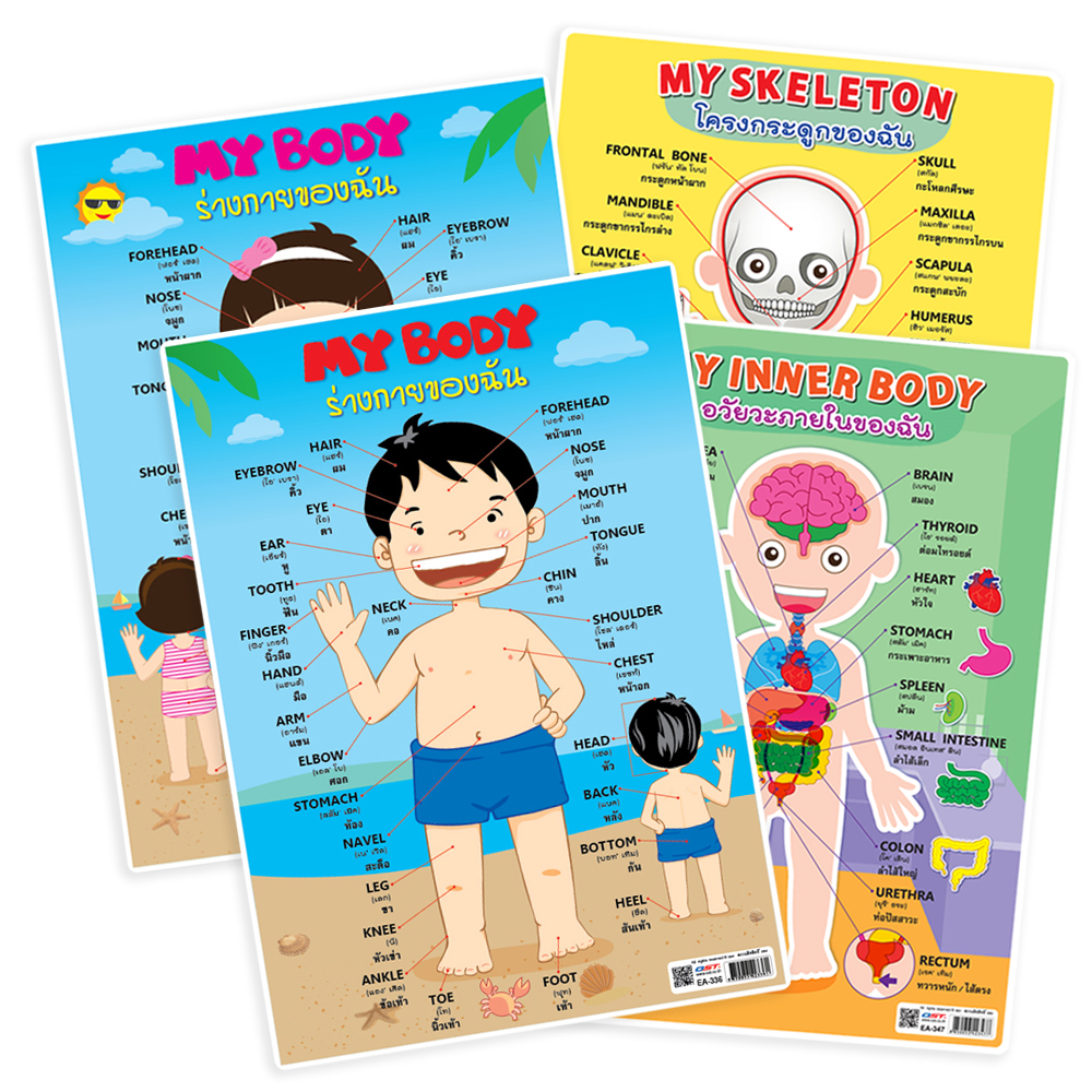 My Body Educational Posters A4 Size