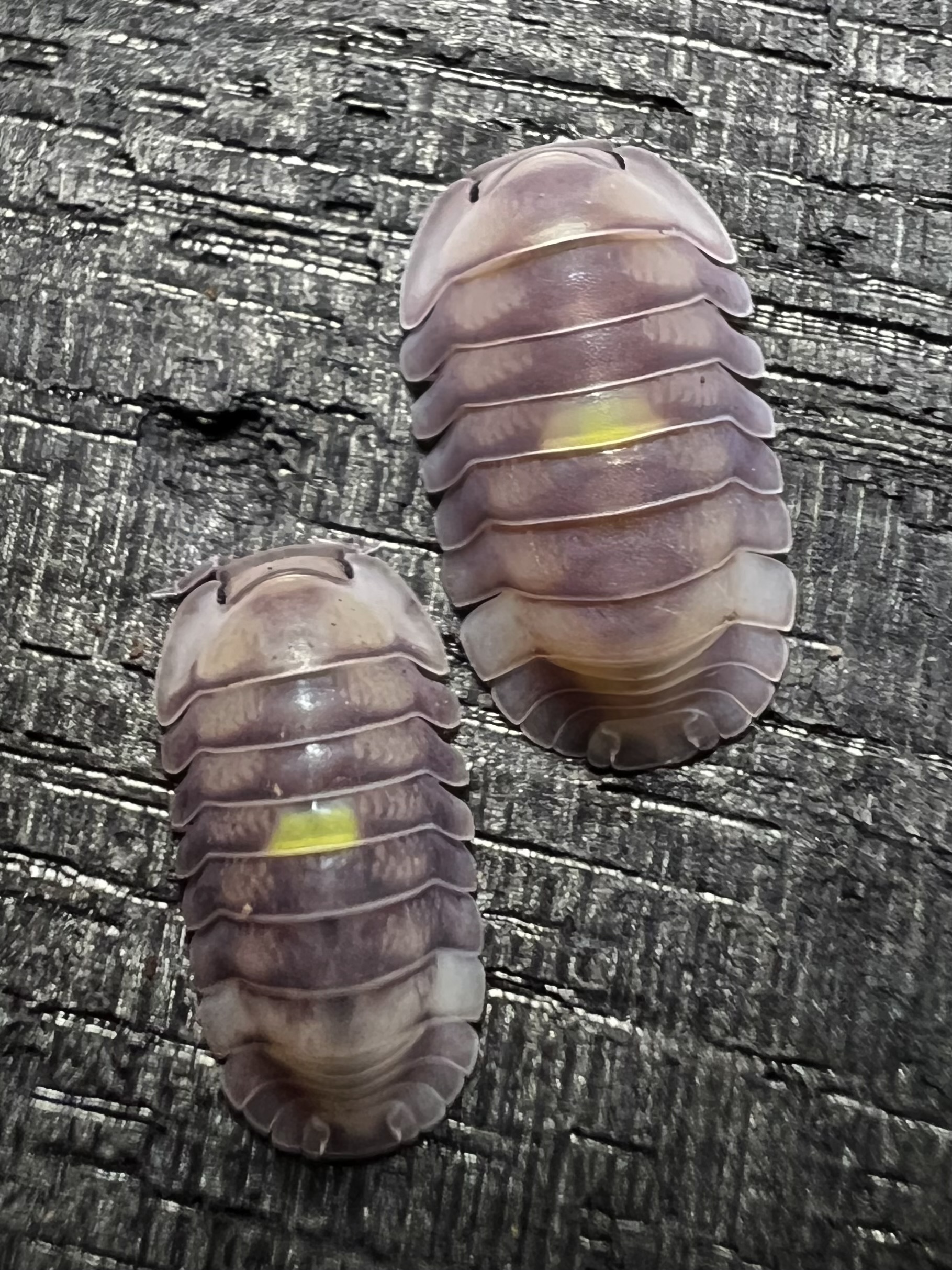 Cubaris sp. amber firefly ' Lcf ' 5 each