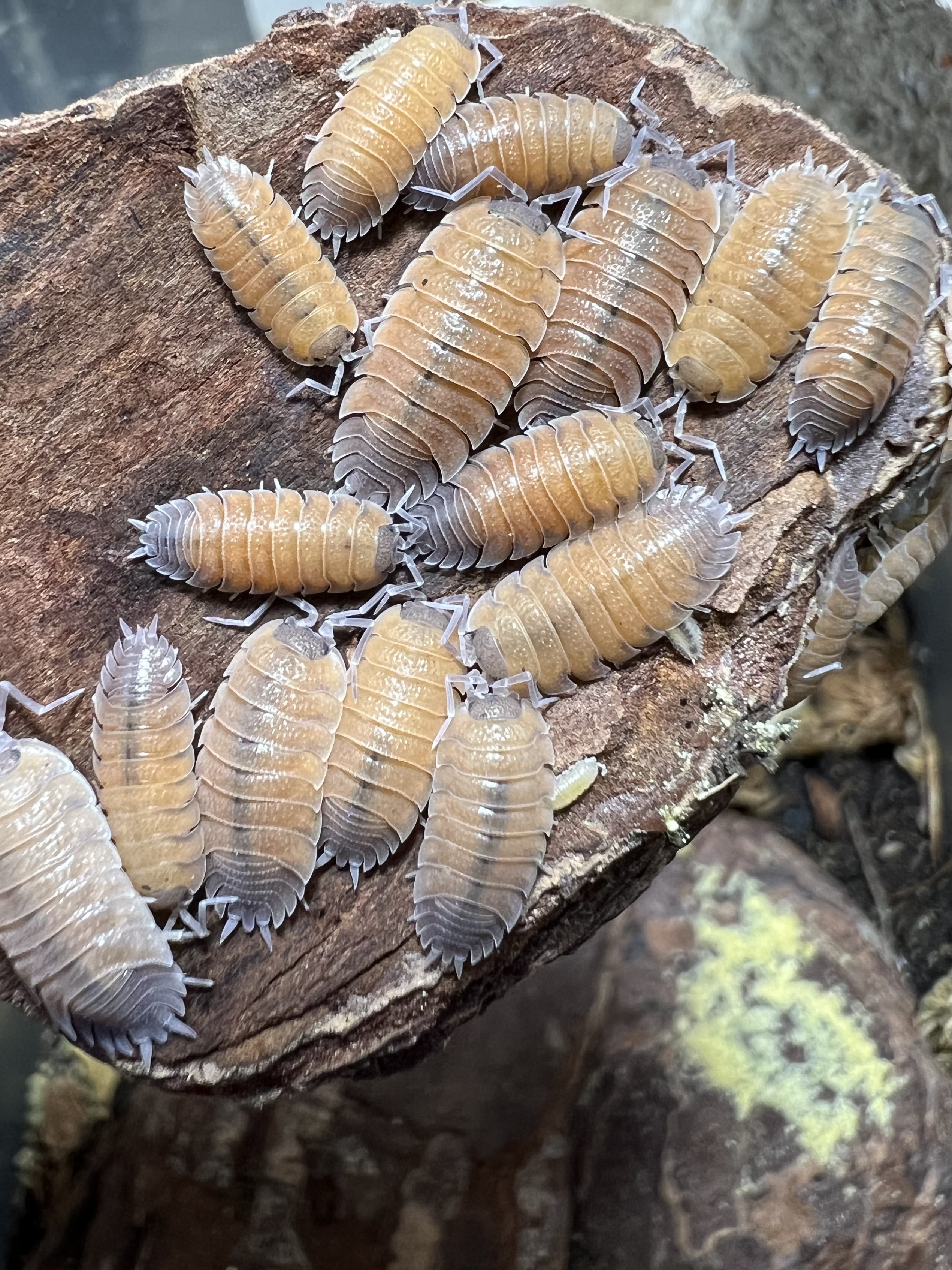 Porcellio baeticensis orange 5 each