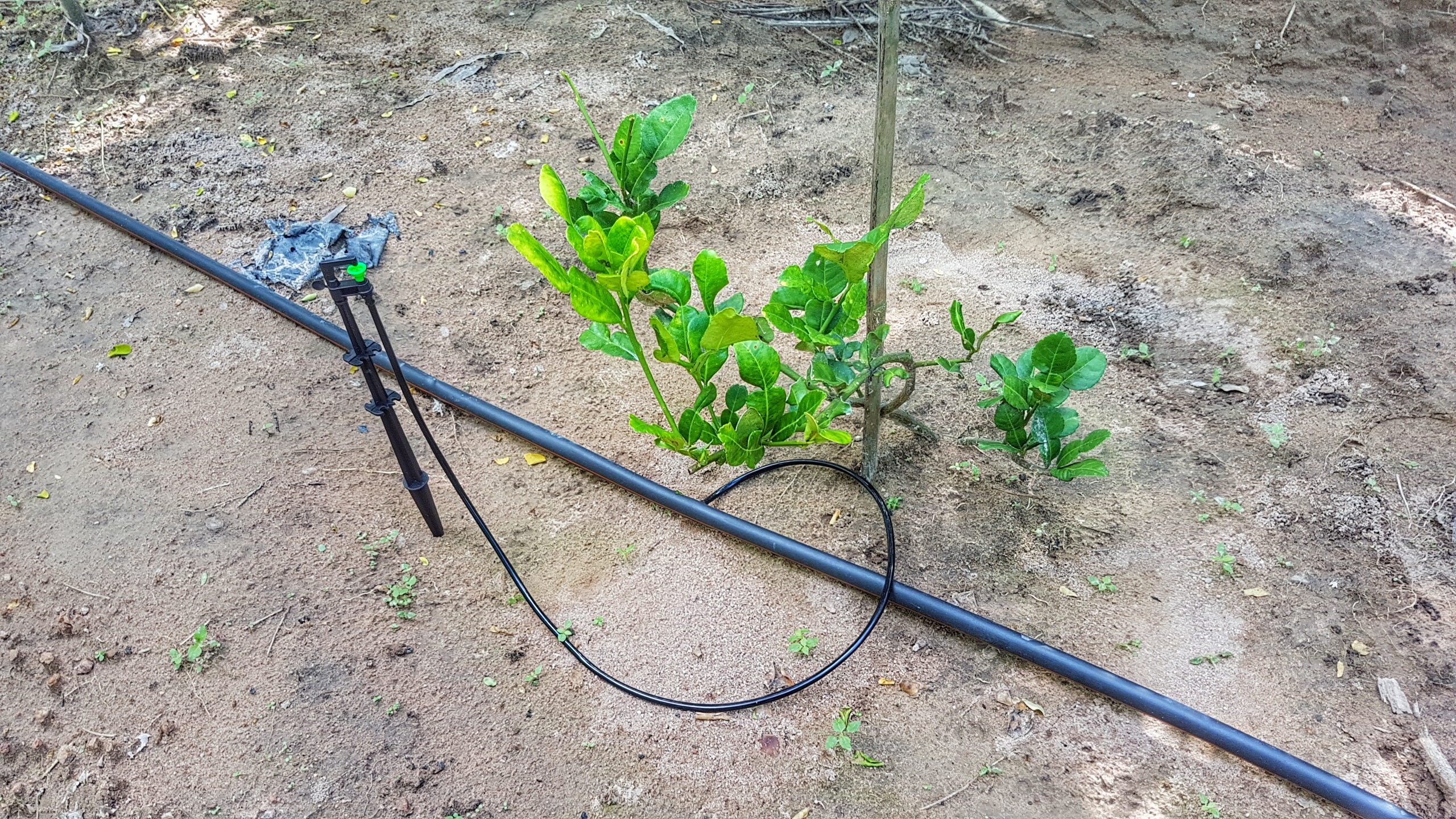 กิ่งพันธุ์ส้มโอทองดี ชุด 10 กิ่ง