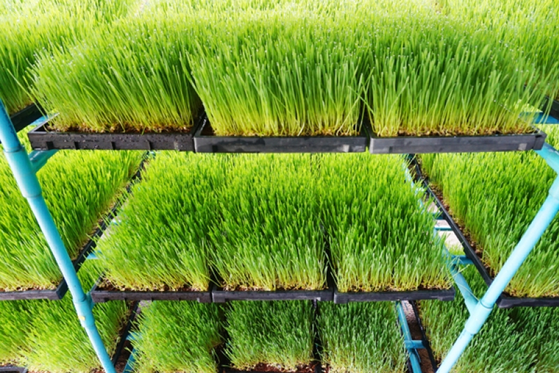 เมล็ดข้าวสาลี สำหรับปลูกต้นอ่อน