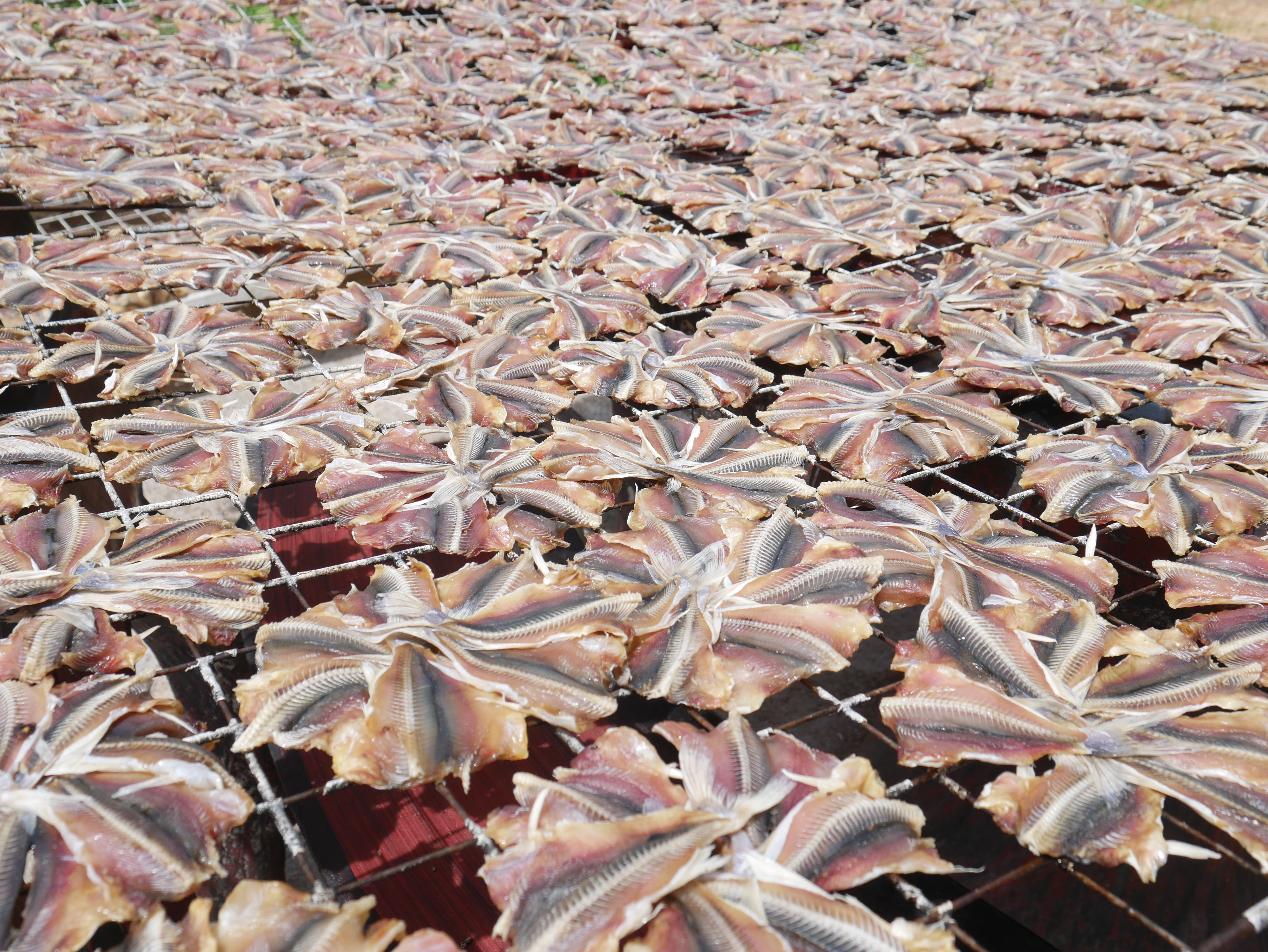 ปลาหัวโม่ง 100 วง ขายส่ง เอาไปแพคเอง