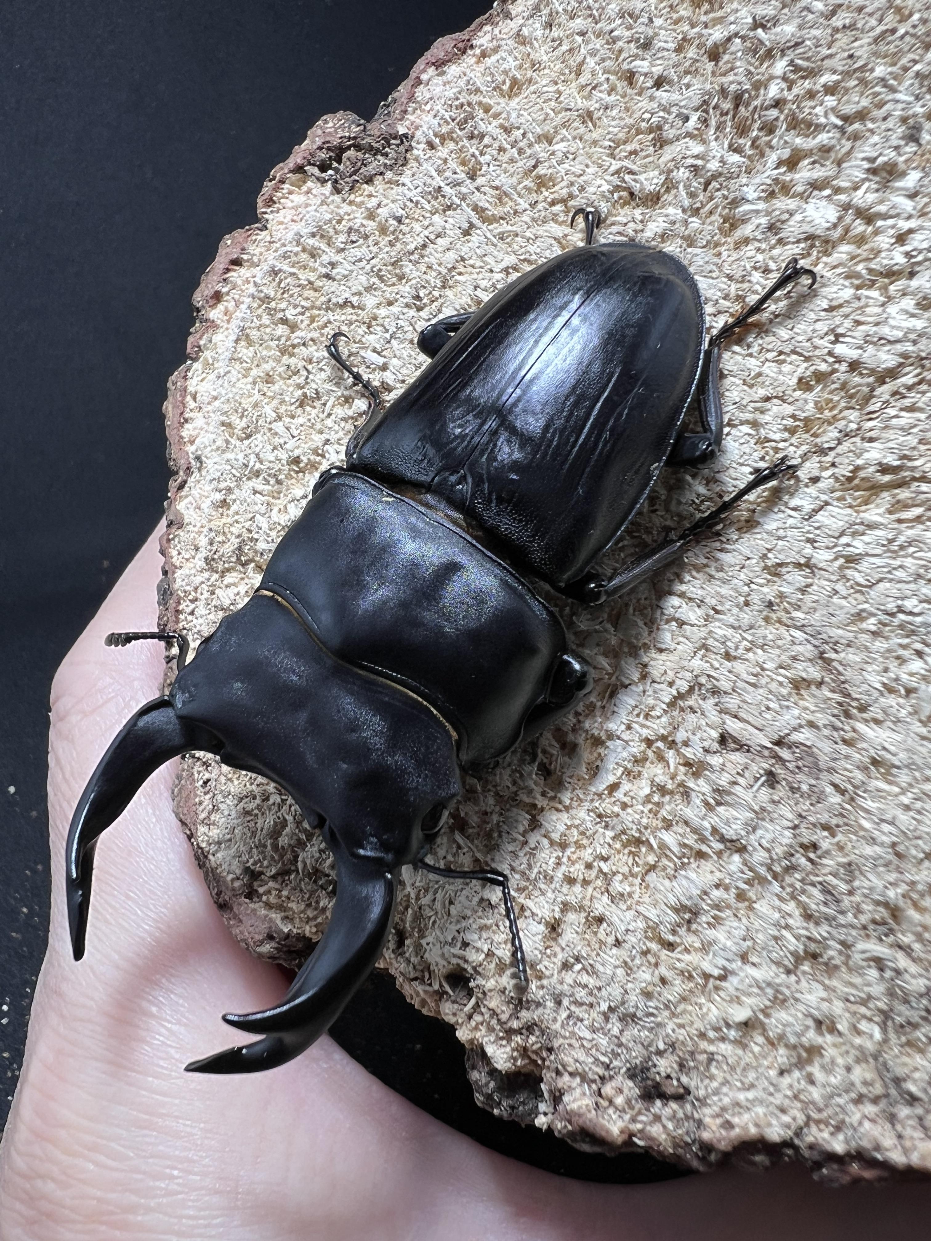 Dorcus hopei binodulosus 72 mm.