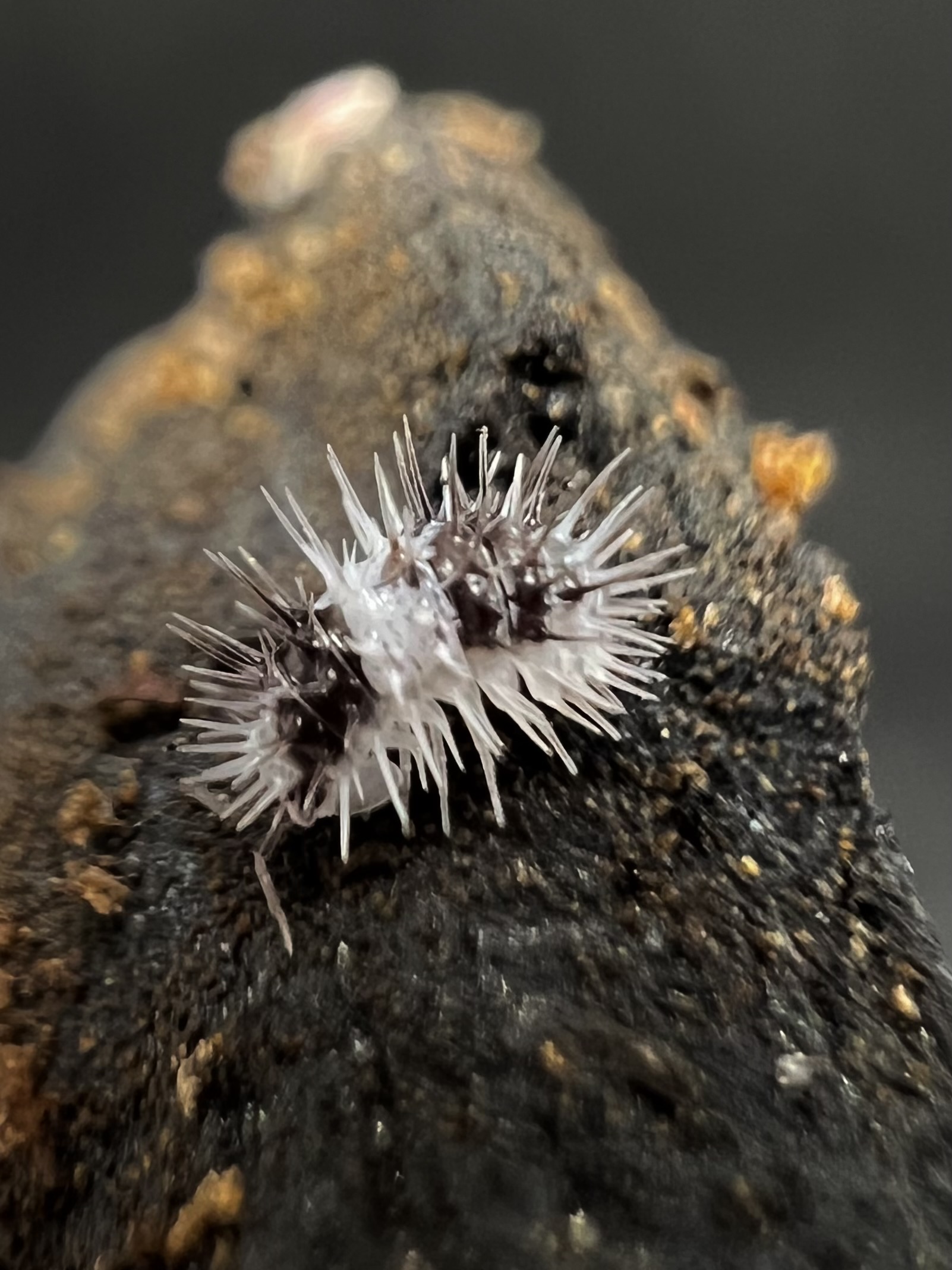 Laureola sp. white skull 5 each