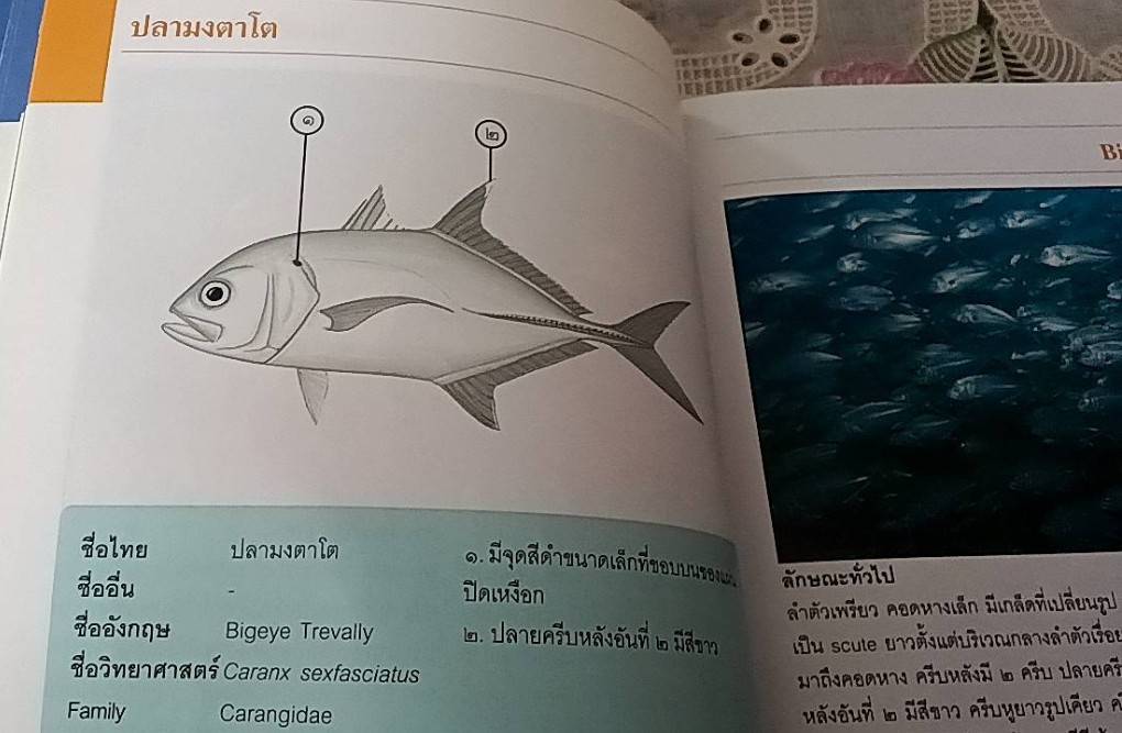 ปลาทะเลไทย เล่ม 2