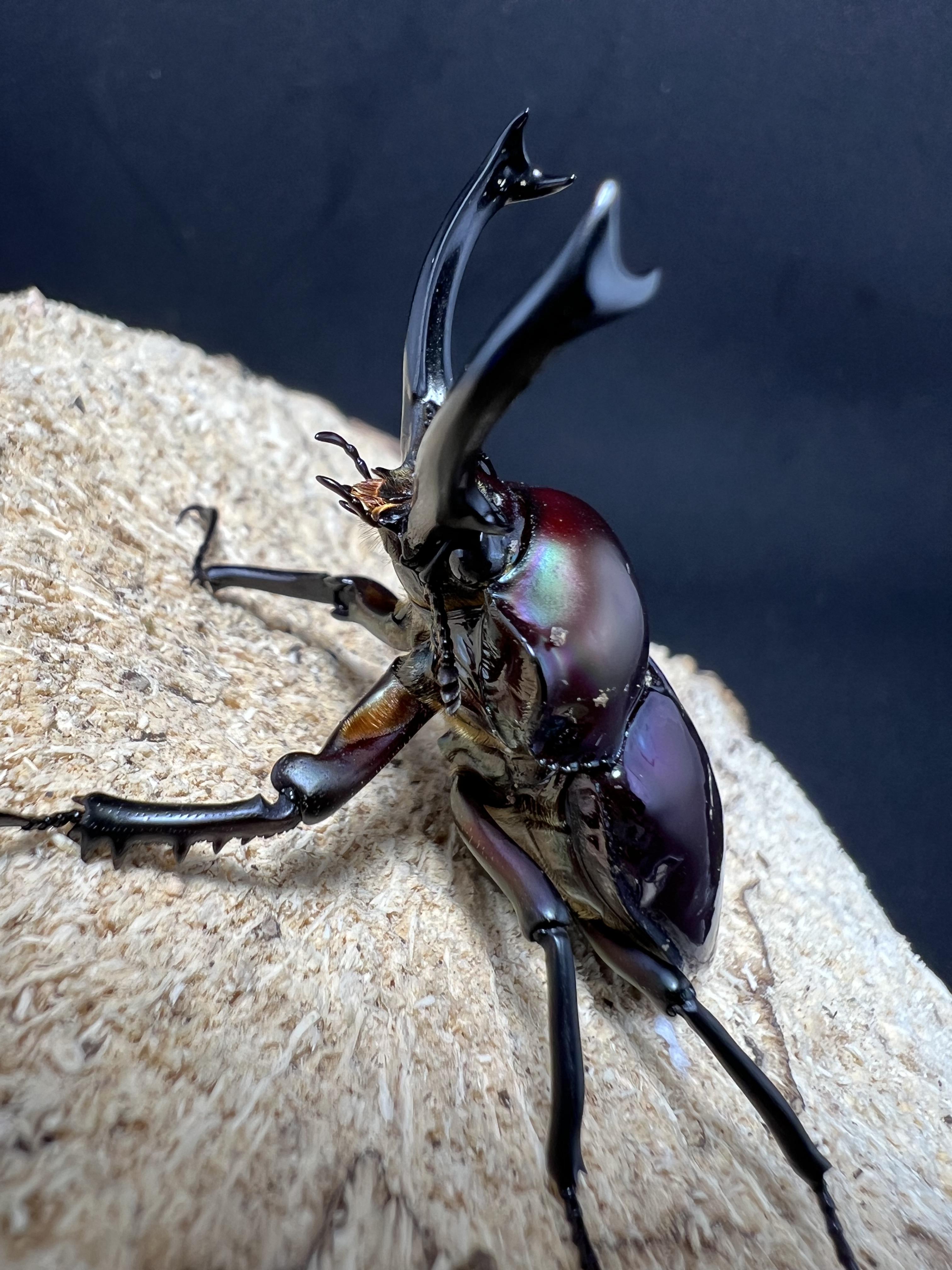 Phalacrognathus muelleri 46mm.