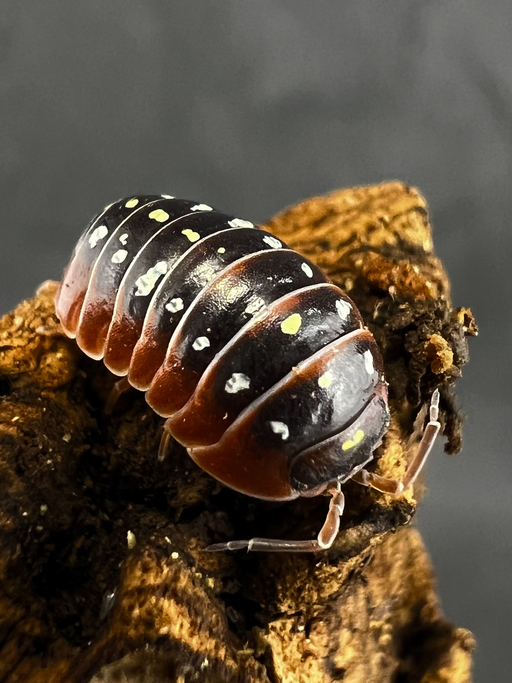 Armadillidium klugii montenegro Set 5 each